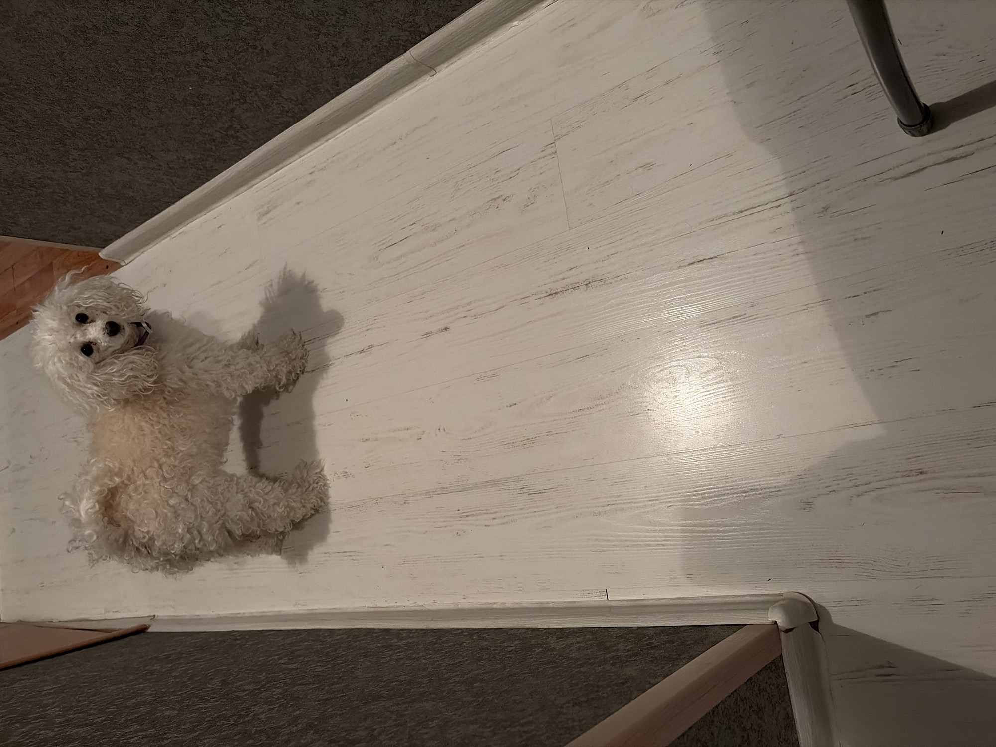A small, fluffy white dog is lying on its side on a light-colored, wood-look laminate floor in an indoor setting, likely in Chaikovsky, Russia. The dog, possibly a Bichon Frise or a Poodle mix, has curly white fur, dark eyes, and a dark nose, with its mouth slightly open, giving it a calm and inquisitive expression as it looks upward and slightly to the left. A faint shadow from the dog is cast on the floor beneath it.
The floor planks are predominantly white with subtle gray striations mimicking wood grain. A white baseboard separates this flooring from a dark gray carpet that occupies the bottom portion of the frame. Reflections on the glossy floor surface suggest the presence of overhead or artificial lighting. In the upper right corner, a slender, dark metallic chair leg with a black cap on its foot is visible, also casting a shadow on the floor. Another light-colored wooden furniture element is partially visible in the bottom right corner, near the carpet. The scene depicts a quiet moment in a domestic environment. There is no visible text in the image.