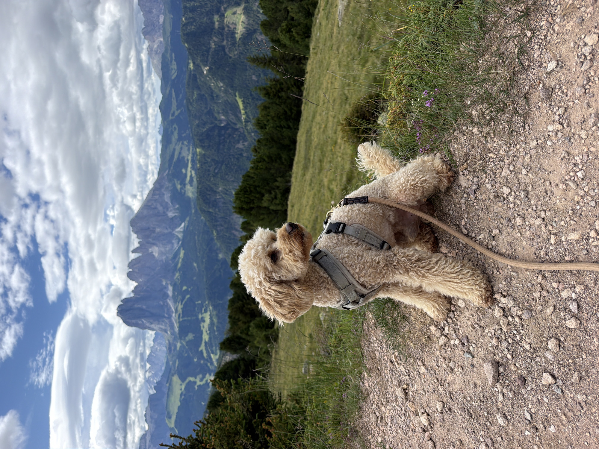 An overcast sky with white clouds above a mountain range with sharp peaks. In the foreground, a light-colored poodle mix dog with a grey harness sits on a gravel path. The dog faces right, looking into the distance. Behind the dog is a grassy slope with scattered green trees. The mountain landscape stretches into the distance, with layers of green hills and grey peaks under the cloudy sky.