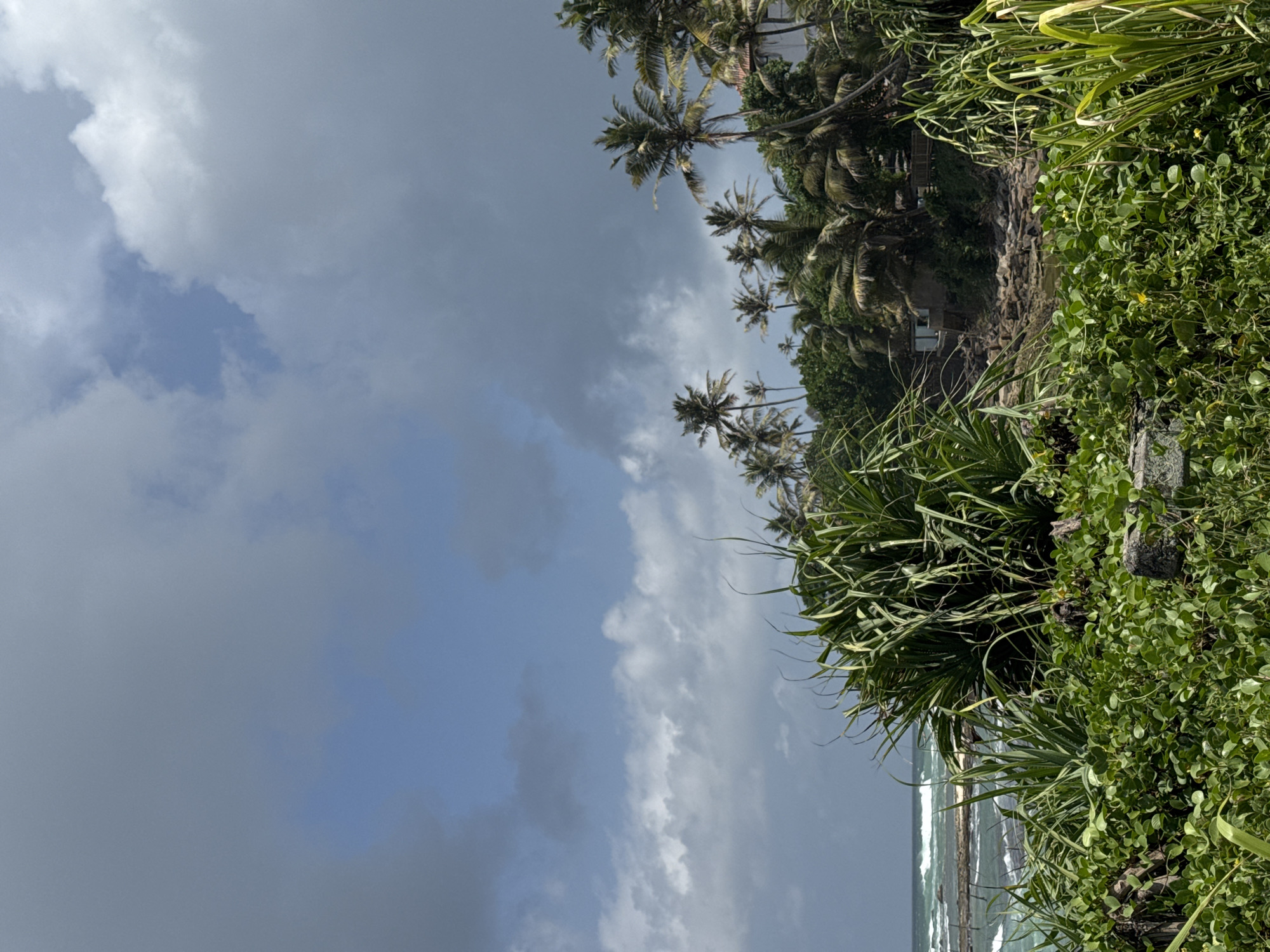 An overcast, cloudy sky dominates the upper portion of the image, with patches of blue visible. A lush green foreground of dense vegetation, including broad-leafed plants and vines with small yellow flowers, leads the eye towards a rocky coastline. In the mid-ground, palm trees of varying heights are scattered amongst other dense green foliage, with a small building partially visible amidst the trees on the right. The sea is visible on the left, with waves crashing against a rocky shore. The image appears to be taken from a vantage point overlooking a coastal area in or near Goviyapana, Sri Lanka. There are no people or animals visible in the scene.