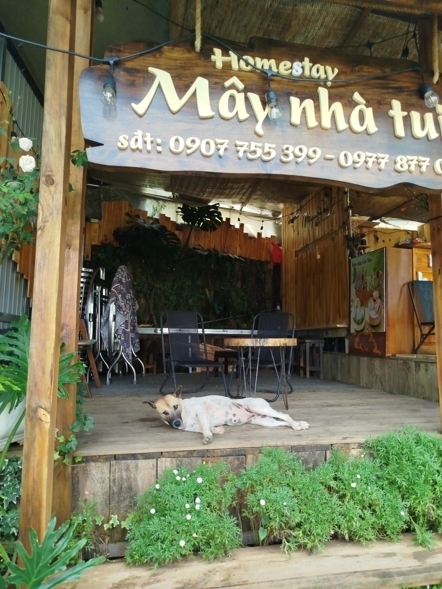 The image depicts the entrance to a "Homestay Mây nhà tu" in Xuân Trường - Đà Lạt, Vietnam. A wooden sign with yellow lettering announces the homestay name and displays phone numbers: "sdt: 0907 755 399 - 0977 877 0". Below the sign, a wooden deck area is visible, furnished with tables and chairs, and a sign for "kem dừa Côn Đảo" (coconut ice cream). A light-colored dog with black spots is lying on the wooden deck, resting. Lush green plants and white flowers surround the deck area, and a large tropical plant is visible on the left. The overall atmosphere suggests a relaxed, natural, and welcoming homestay environment.
