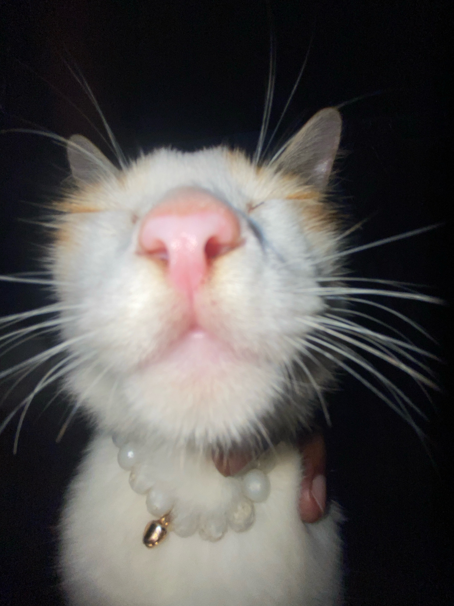 A close-up, low-angle shot shows a cat's face against a dark background. The cat has white fur with patches of orange and brown around its ears and forehead. Its eyes are closed, and its pink nose is prominent. Long white whiskers fan out from its muzzle. The cat is wearing a white beaded collar with a small gold charm. The image is somewhat blurry, suggesting it was taken with a handheld camera or a phone. The lighting is dim, with the cat's face being the primary illuminated subject. The location of this scene in the city of Unknown, Bangladesh, is not determinable from the visual information provided.