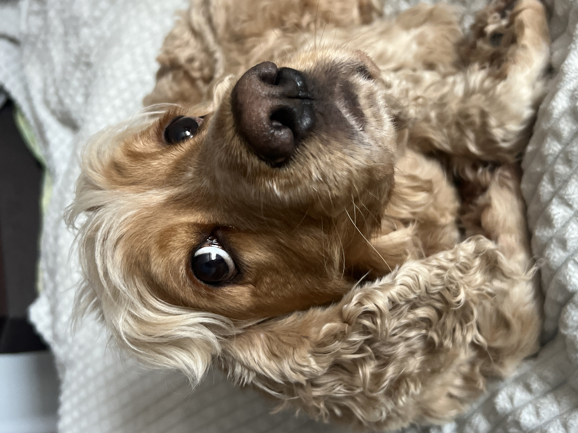 A close-up shot of a light brown dog, possibly a Cocker Spaniel, lying on its back on a light-colored, textured surface that appears to be a blanket or bedspread. The dog is looking upwards with its dark eyes and its black nose is prominently displayed. The dog's fur is curly, and its head is slightly tilted. The location, Chaikovsky, Russia, cannot be verified from the image.