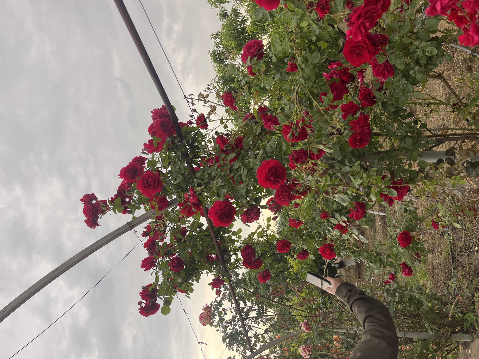 The photograph depicts a rose garden in Miatli, Russia. The viewpoint is from below the rose bushes, looking up through a trellis-like structure supporting the plants. Abundant red roses are in full bloom. The sky is overcast. A person's arm and hand, holding a mobile phone, are visible in the lower right corner of the image. The person is presumably taking a photograph of the roses. The scene is outdoors, with hints of other foliage visible in the background. A metal pole and wire structure are part of the trellis supporting the roses.