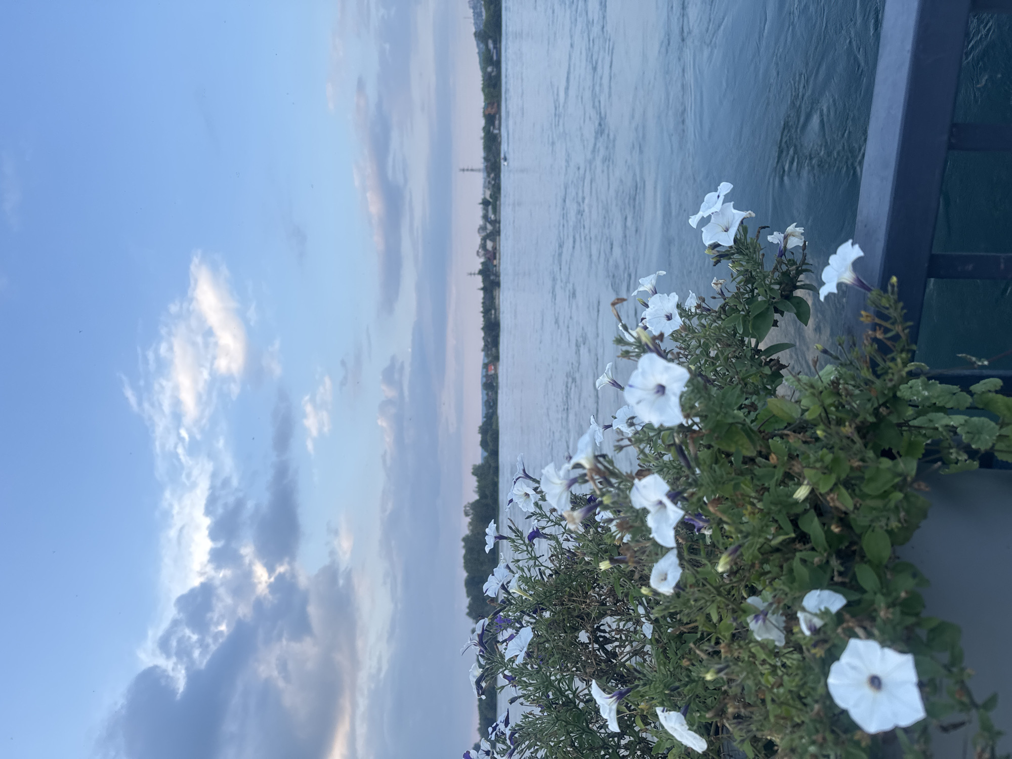 The image depicts a scenic view of the Angara River in Irkutsk, Russia, at dusk. In the foreground, a planter box overflows with white petunias and green foliage, some of which hang over a dark railing. The Angara River stretches across the midground, its surface rippling with a bluish-gray hue. The far bank of the river is lined with a dense row of trees, beyond which a distant settlement with scattered buildings and towers is visible. The sky above is a soft blend of blue and pale pink, with scattered white and gray clouds, indicating the approaching evening. There are no people or discernible animals in the frame.