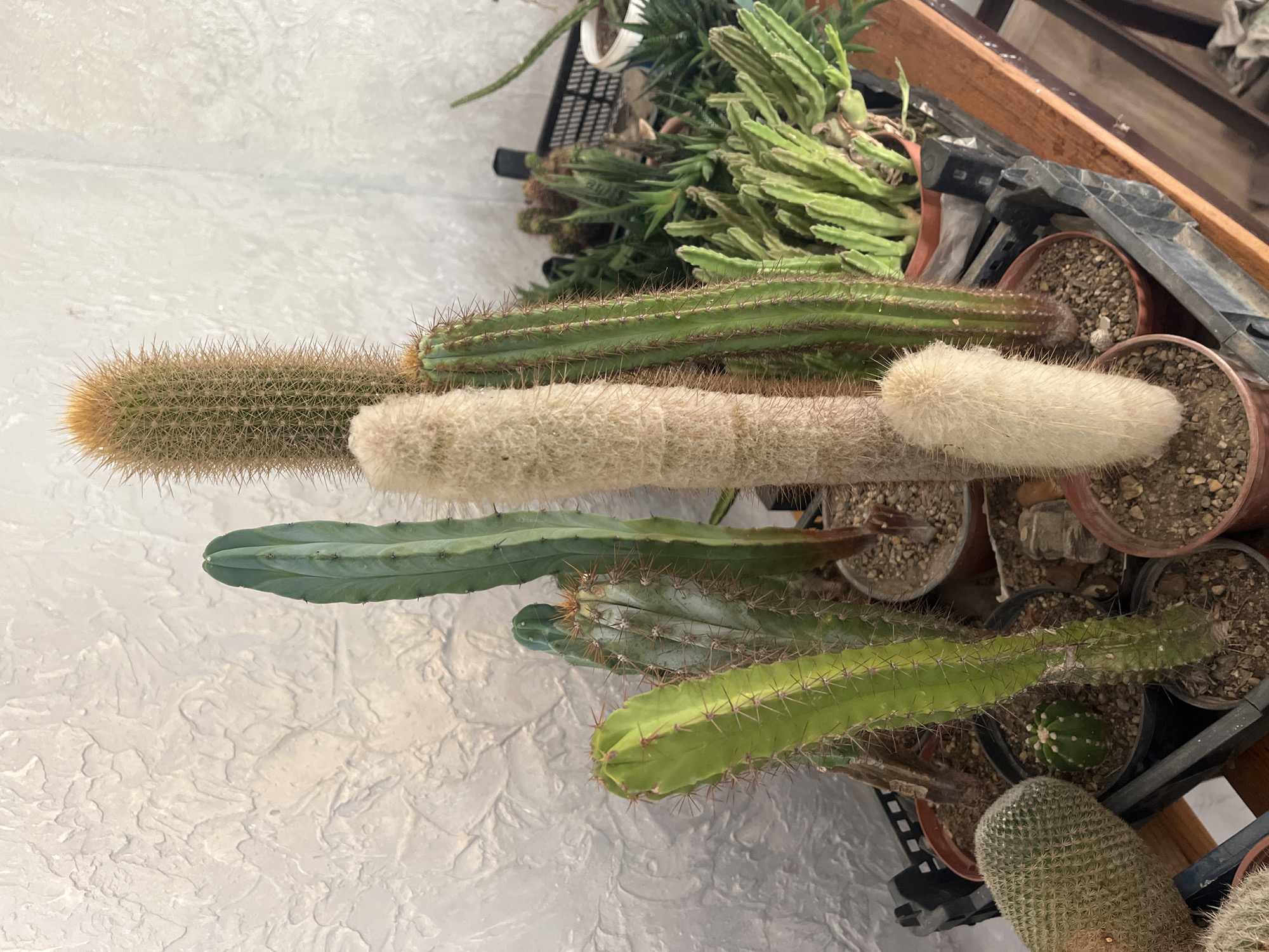 The image shows a collection of potted cacti arranged in a black plastic crate. The cacti vary in size, shape, and color, with some being cylindrical, others flat, and their hues ranging from light green to dark green and brown. The pots are filled with a gravelly soil mix. A wooden frame surrounds the crate, and behind the cacti are other green plants in pots. The background is a textured white wall. The location is Unknown, Unknown.