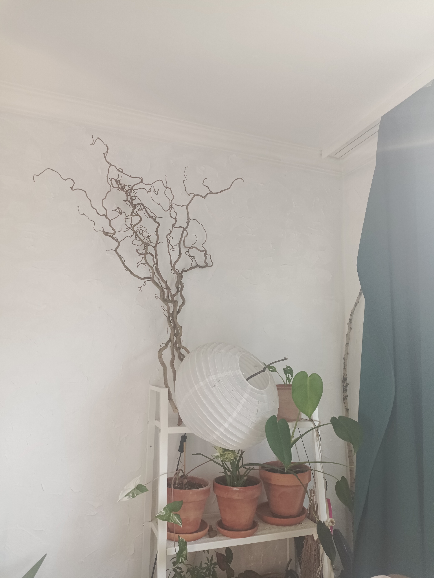 A corner of a room is captured, focusing on a white wire shelf unit holding several potted plants. On the top shelf, a large, white, paper lantern sits behind a small potted plant. The middle shelf displays a taller plant with heart-shaped leaves and another smaller plant. The bottom shelf holds more plants, including one with variegated leaves. Above the shelf unit, a large, bare, dried tree branch with numerous twisted offshoots is propped against a textured white wall. A dark green curtain is visible on the right side of the frame, partially obscuring another dried branch leaning against the wall. The lighting suggests it is daytime, with a bright window to the right creating a soft glow. The overall aesthetic is natural and minimalist, with a focus on botanical elements and decorative branches. No people are visible in the image.