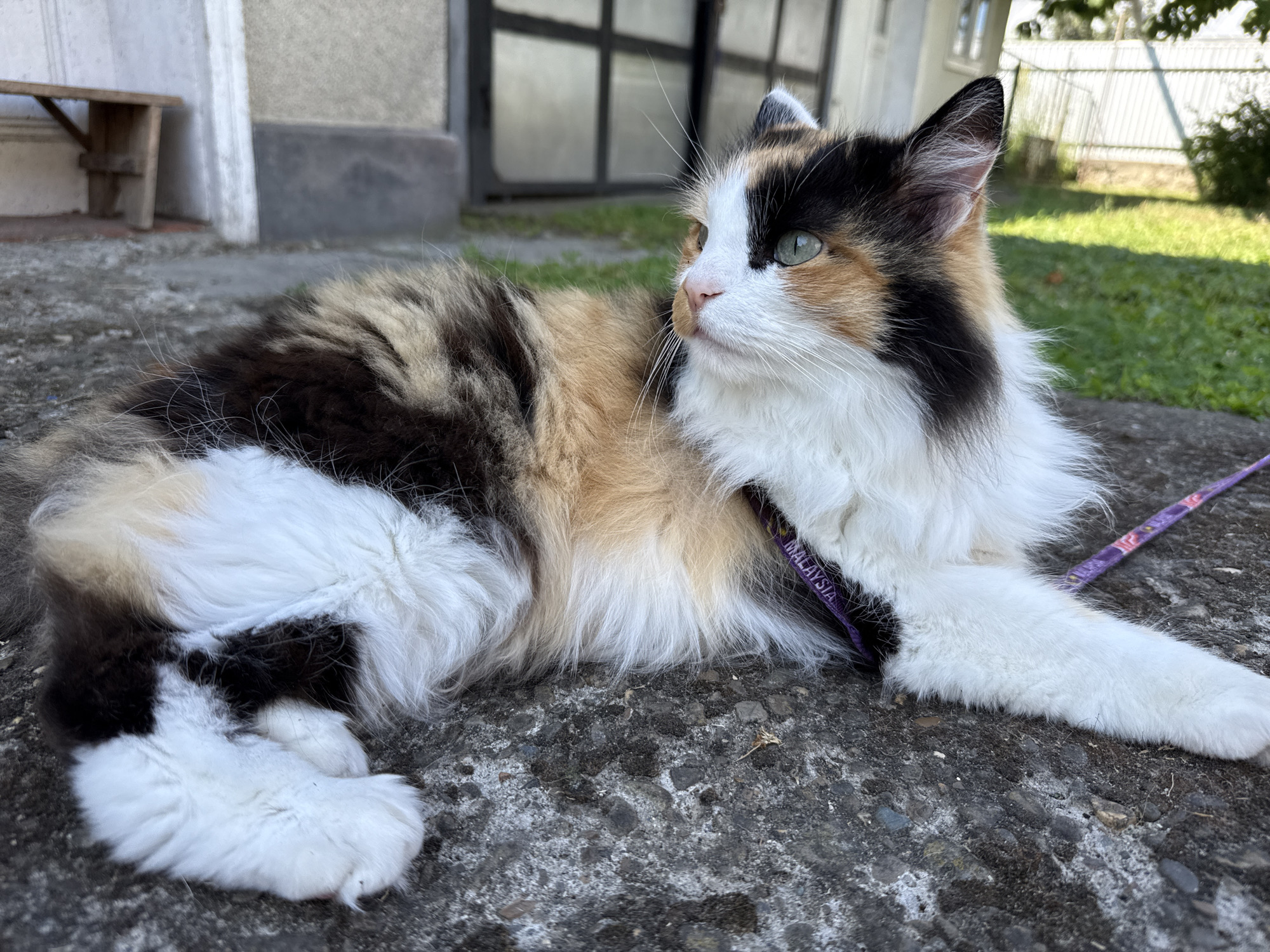 A calico cat with long fur lies on a grey, concrete surface. The cat is facing to the right, with its head turned and looking slightly upwards. It has green eyes, white, black, and orange patches of fur. A purple leash with a floral pattern is visible around its neck and extends to the right. Behind the cat, a building with large glass windows is visible, along with some green grass and a white fence. To the left of the cat, a small wooden bench is present. The environment appears to be outdoors, possibly in a backyard or a similar outdoor setting.