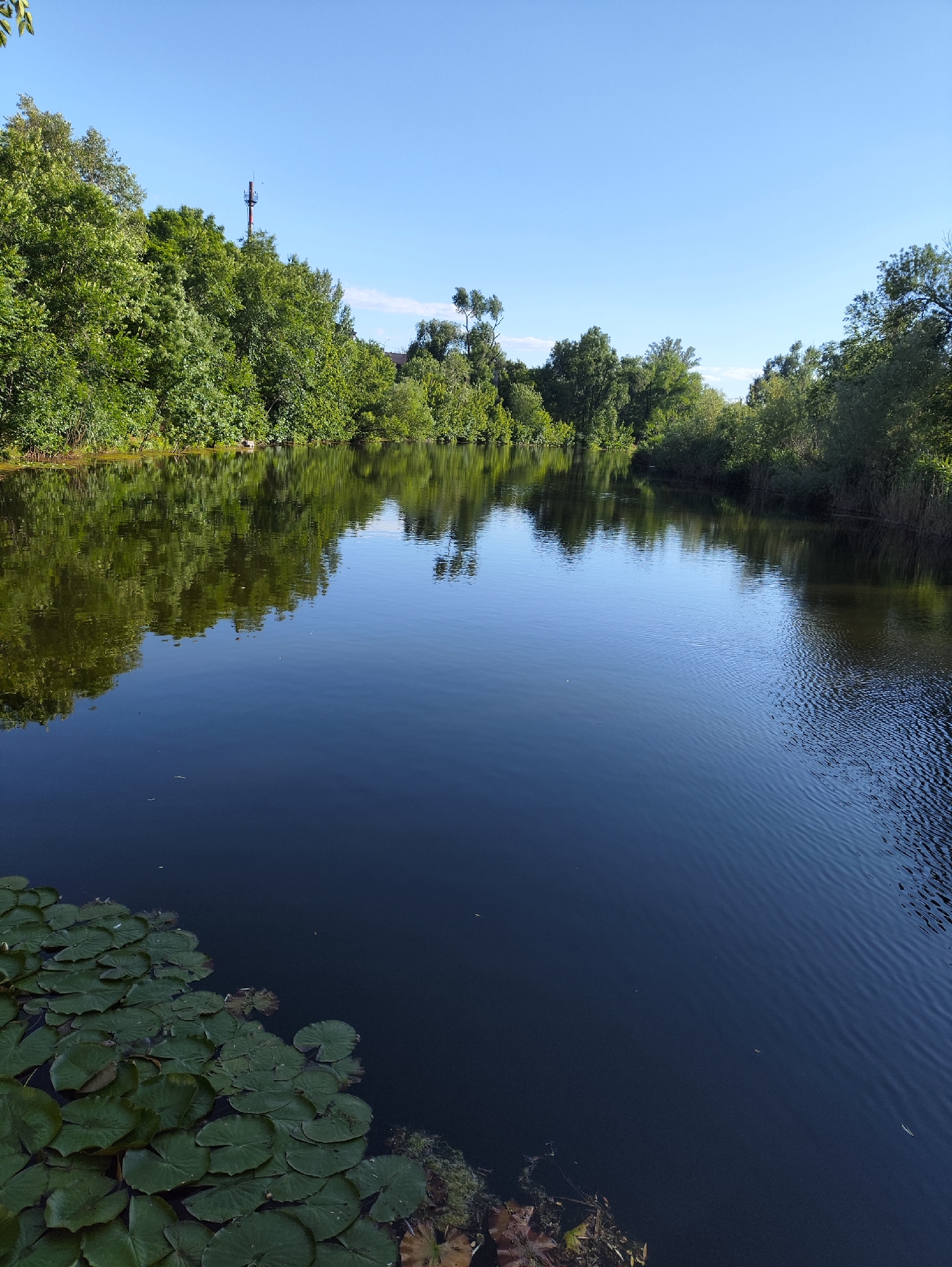 The image depicts a wide, dark body of water, likely a river or canal, with calm, reflective surfaces and some ripples. Lush green trees line the banks of the water, creating a dense, natural environment. In the foreground, large green lily pads float on the surface of the water. In the distance, a tall, multi-colored tower, possibly a communication tower, is visible above the treeline. The sky is a clear, bright blue. The scene suggests a tranquil, natural setting within or on the outskirts of the city of Kryvyi Rih, Ukraine.