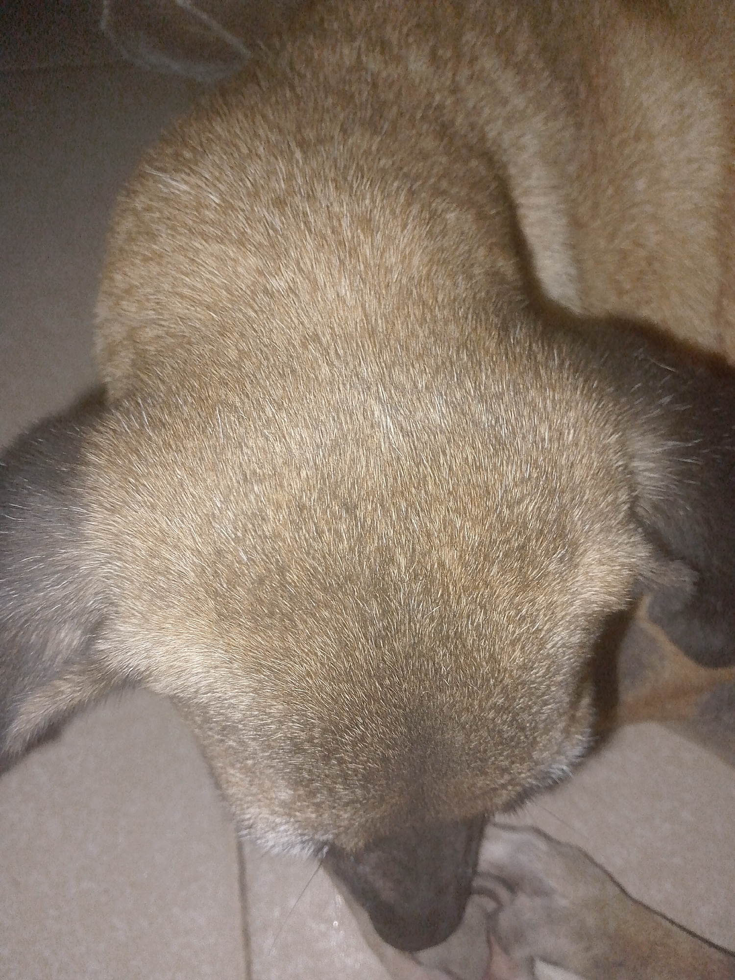 A close-up shot focuses on the head and upper body of a brown dog. The dog has short, dense fur, and its ears are floppy with darker fur. The dog's nose is dark, and it appears to be resting its head on a tiled floor. The scene provides no information to indicate a location in Juan Griego, Venezuela.