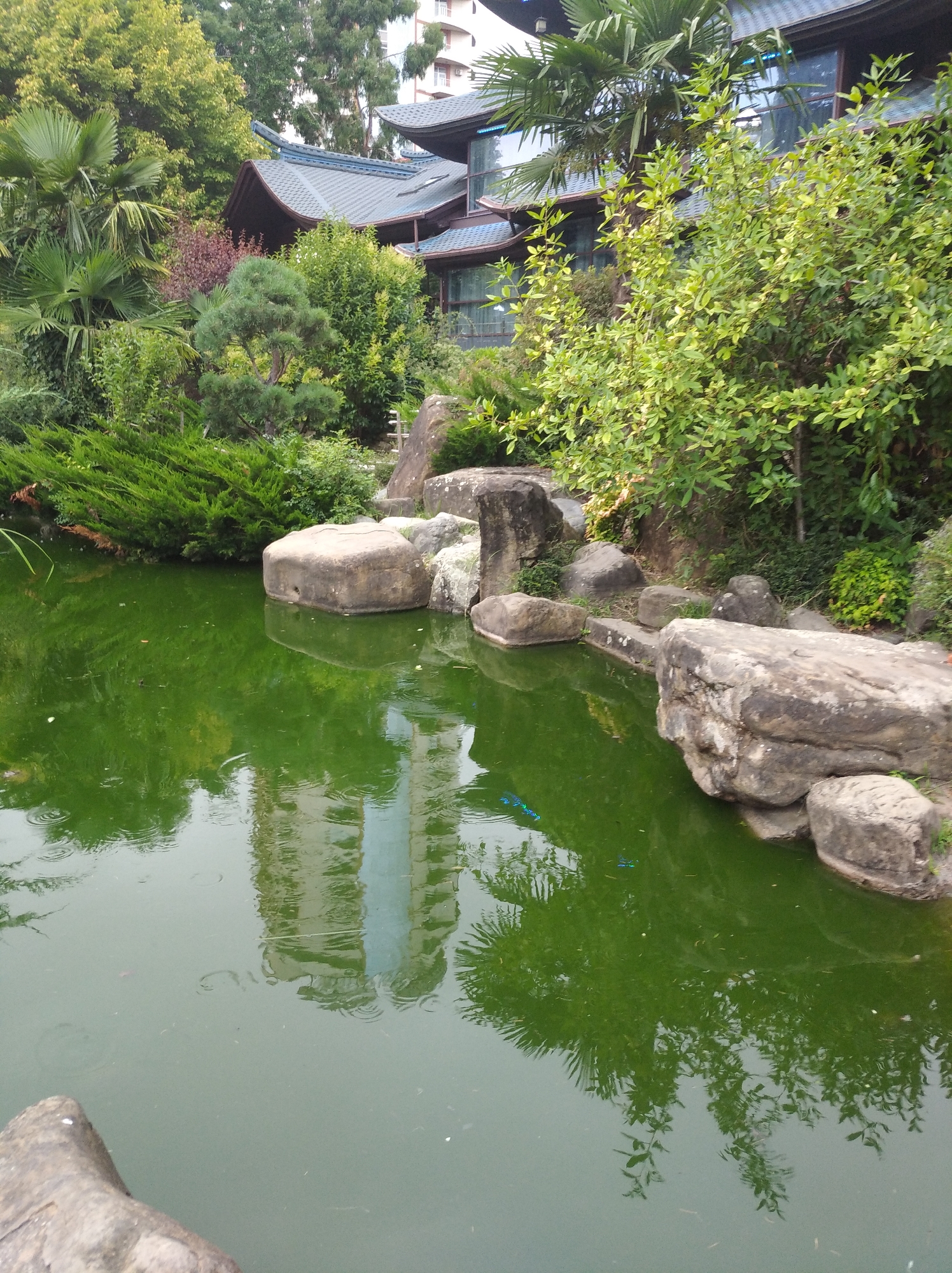 A pond with bright green water is in the foreground, reflecting the surrounding greenery and a building. Large rocks line the edge of the pond. Behind the pond, a building with a traditional Asian architectural style, featuring curved roofs, is visible. Lush green trees, including palm trees and smaller bushes, surround the building and pond. The image was taken in the Arboretum Botanical Garden in Sochi, Russia.