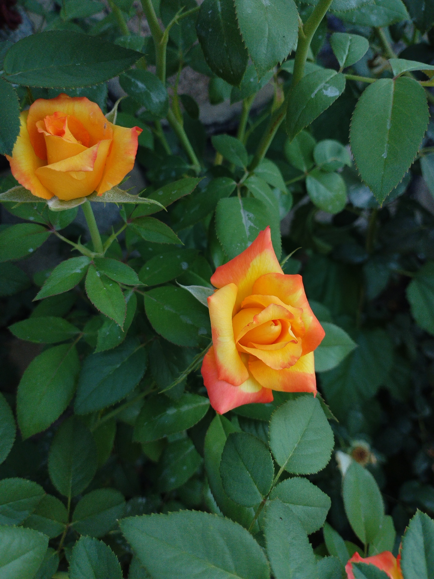 This image captures two vibrant orange and yellow roses in bloom, nestled amongst lush green foliage. The roses exhibit a gradient of color, transitioning from a deep yellow at the center to a striking orange at the petal edges, with some hints of red. The leaves are a rich, dark green, providing a strong contrast to the bright flowers. The overall impression is one of natural beauty and tranquility. The scene appears to be in a garden setting, possibly a home garden, or a public park. There are no people or animals visible in the image. The image does not provide any specific visual cues that would allow for the determination of its location within the city of Kyzyl-Kyya, Kyrgyzstan.