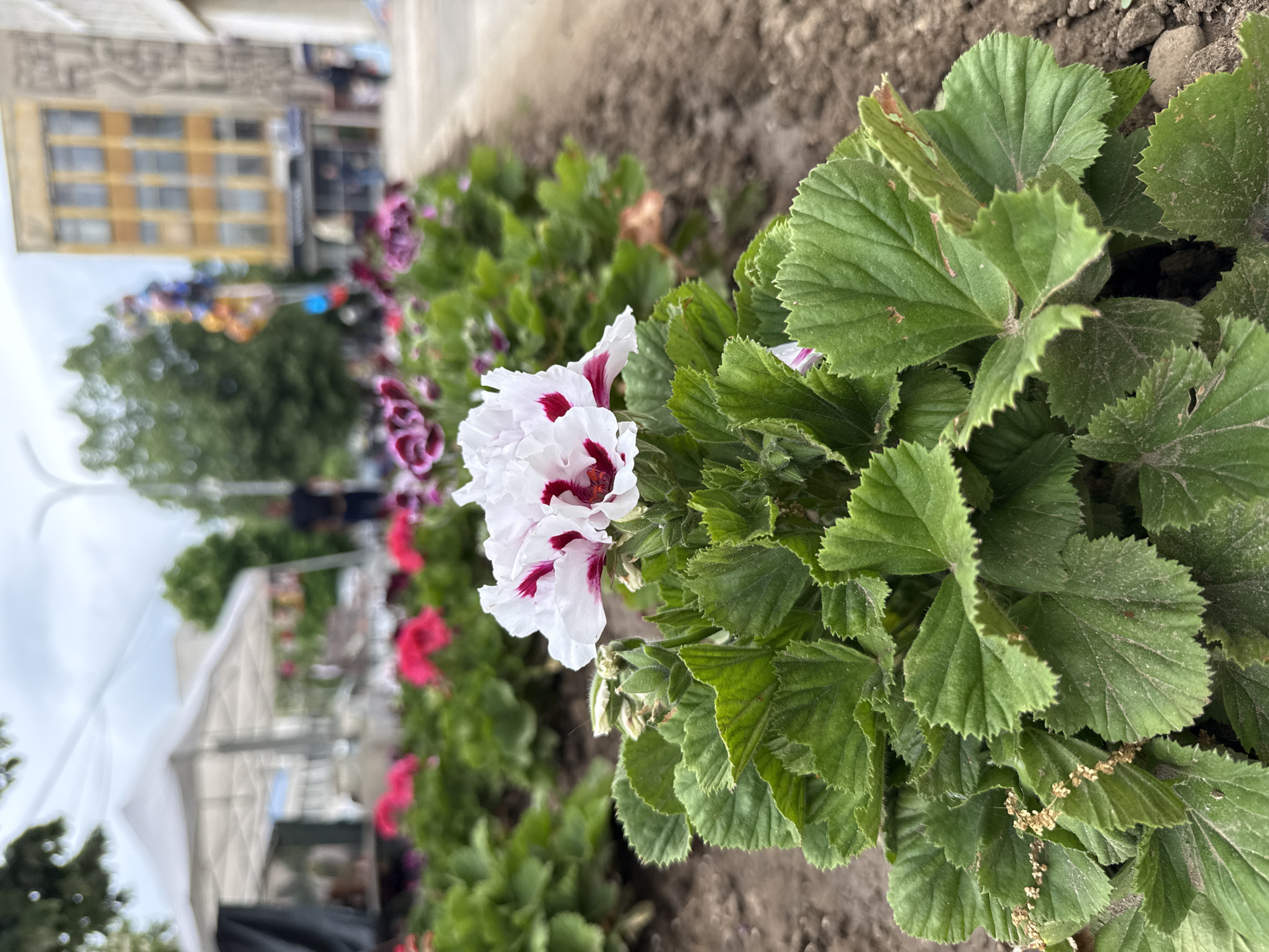 The image captures a close-up of a white geranium flower with red markings in a flower bed. Lush green leaves surround the flower. The background is blurred, suggesting a shallow depth of field. Visible in the background are other flowers, possibly geraniums in pink and purple, and hints of a building with multiple windows and a yellow facade. There is activity in the background suggesting a town square or pedestrian area. The context suggests that the scene is in the city of Mezdra, Bulgaria.