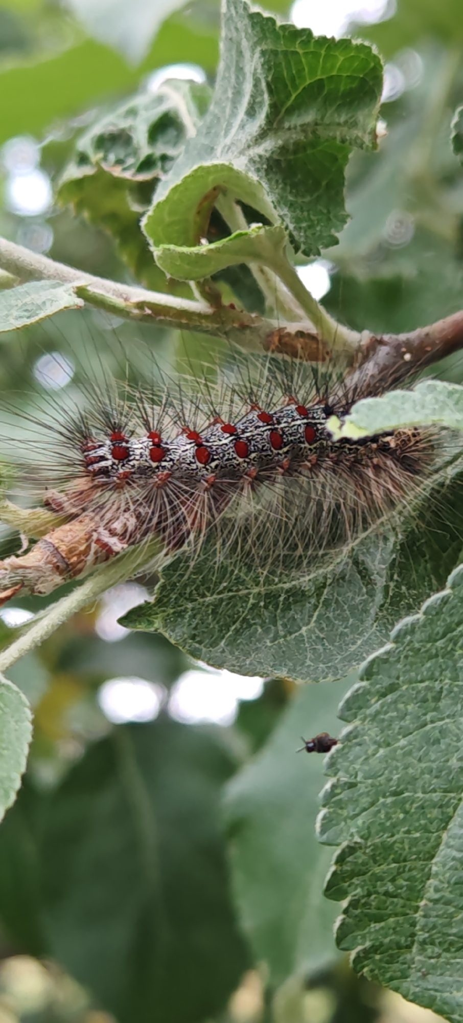 A fuzzy caterpillar with red spots crawls on a tree branch amongst green leaves in an outdoor setting. The caterpillar is long and has dense, dark hairs. Red circular markings are visible along its body. The background is blurred, showing more green foliage and hints of white light.