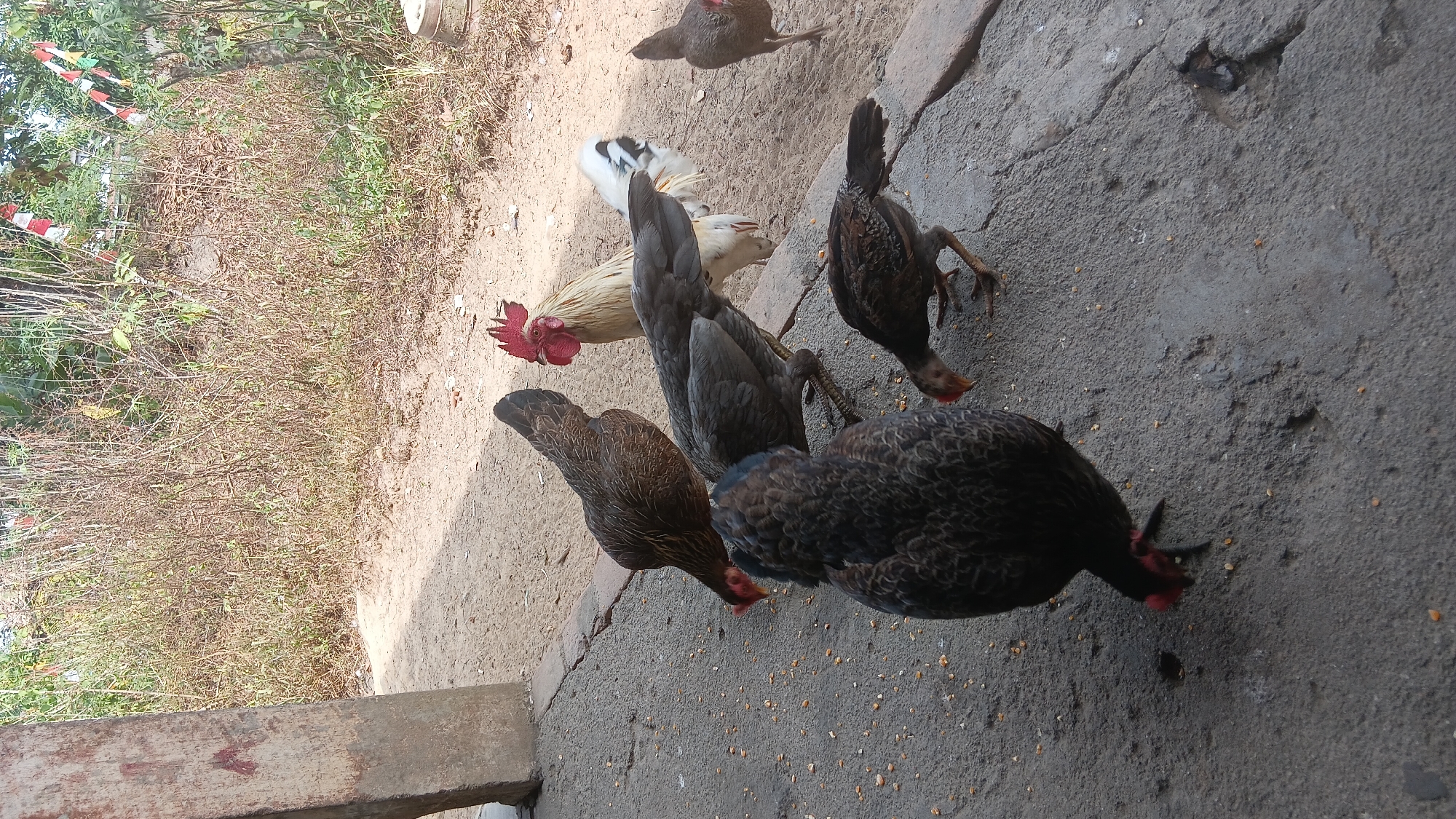 In an outdoor setting, likely a yard or rural area in Prabumulih, Indonesia, six chickens are gathered on a paved surface. A large, dark-feathered chicken is in the foreground, pecking at scattered grains. To its left, another dark-feathered chicken is also feeding. Behind these two, a grey-feathered chicken is actively eating. A lighter-colored rooster with a red comb stands further back, and to its right, another brown-feathered chicken is also feeding. A fifth chicken, darker and smaller, is in the lower right corner, also eating. The ground is a mix of sand and cracked concrete, with small yellow grains scattered across it. In the background, dry, tall grasses and some leafy green foliage are visible, along with a weathered wooden post on the left side of the frame. Red and white flags, possibly Indonesian national flags, are hung on a string in the upper right background. The lighting suggests it is daytime.
