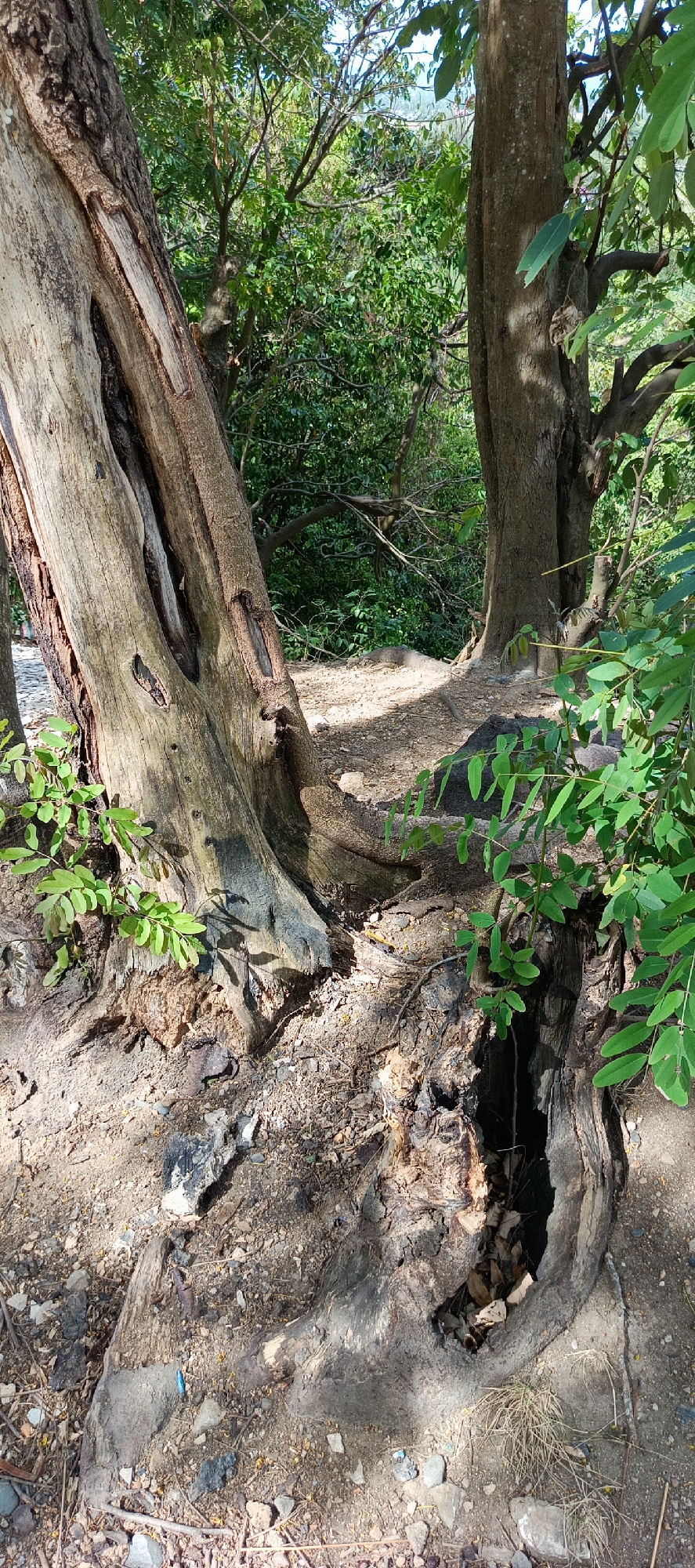 The image depicts a forest floor in Leuue, Indonesia, dominated by the textured bark of several trees. In the foreground, a large, weathered tree trunk shows significant decay, with a deep, dark cavity visible at its base, filled with leaves and debris. The bark is rough and gray, with visible cracks and peeling sections. Smaller green branches with vibrant leaves emerge from the base of this tree. To the right, another substantial tree trunk stands upright, its bark smoother and darker than the foreground tree. Behind these trees, a dense canopy of lush green foliage creates a shadowed backdrop. The ground is a mixture of dry soil, small stones, and scattered debris, with dappled sunlight filtering through the leaves above. The overall scene suggests a natural, overgrown environment within the city.
