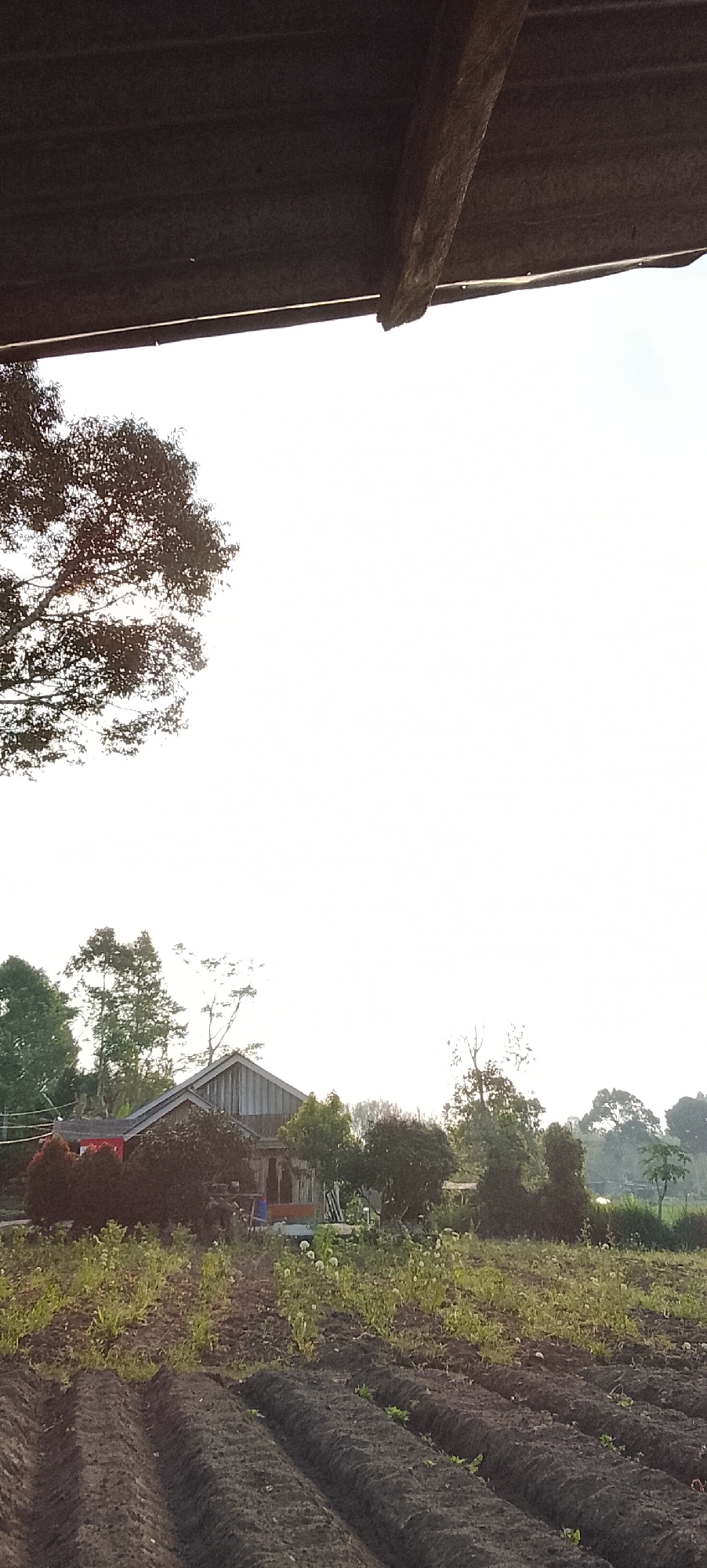 The image depicts a rural scene, likely a farm, in the city of Padang Dalom, Indonesia. In the foreground, tilled soil is arranged in raised beds, suggesting recent cultivation. Beyond the beds, green vegetation with scattered white flowers grows. A rustic wooden house with a corrugated metal roof stands in the mid-ground, surrounded by trees and bushes. To the left of the house, red and dark green shrubs are visible. A large tree with sparse foliage dominates the upper left portion of the frame, its branches silhouetted against a bright, overcast sky. The overall impression is one of a tranquil, agricultural landscape.