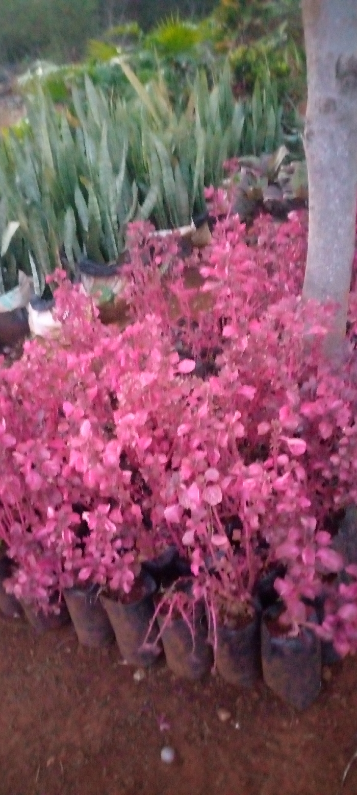 This media file presents a vibrant plant nursery or garden center scene in Kenol, Kenya. The foreground is dominated by a dense cluster of numerous small plants featuring striking, bright pink leaves, possibly a variety of Alternanthera. These plants are individually potted in small, black plastic bags and are arranged on reddish-brown soil.
In the midground and background, rows of taller, sword-like green plants are visible, consistent with Sansevieria (snake plants). Further back, additional blurred green foliage suggests a diverse collection of plants within the nursery. A light-barked tree trunk is prominently positioned on the right side of the frame, extending vertically.
The lighting appears soft and diffused, indicating either an overcast day, late afternoon, or early morning, which enhances the vivid colors of the plants without harsh shadows. No specific activity is taking place, and no people are visible in the static scene. There is no discernible text or signage present. The image captures a serene view of horticultural cultivation.