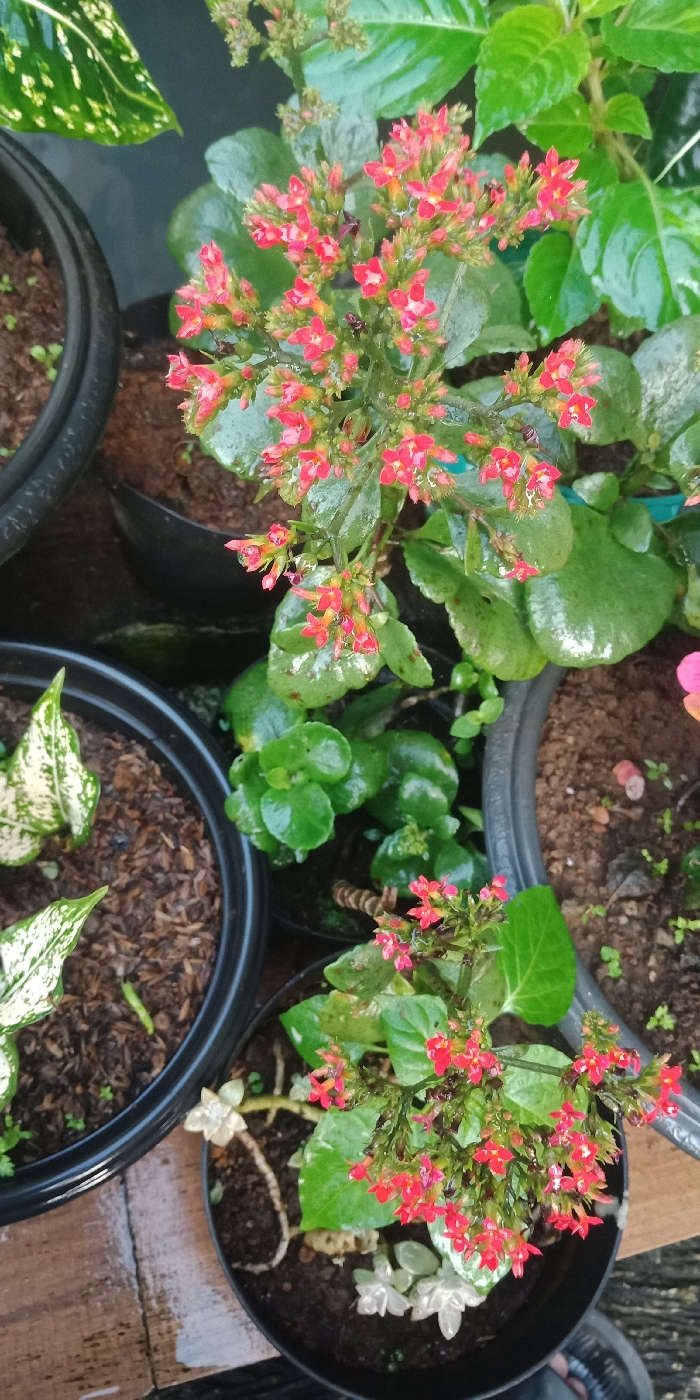 The image presents an overhead view of multiple potted plants arranged on a wet, light brown wooden surface. The central focus is a Kalanchoe plant, featuring numerous clusters of small, four-petaled, red-orange flowers and thick, dark green leaves, all visibly covered with water droplets. To the lower left, a plant with distinct white and green variegated leaves is contained within a black plastic pot filled with dark brown soil and organic matter. A partial view of another plant with large, patterned green leaves in a black pot is visible in the upper left corner. Additional green-leaved plants are present in black pots to the upper and lower right. The scene is outdoors, illuminated by ambient light. No individuals are present. Location: City of Unknown, Unknown.