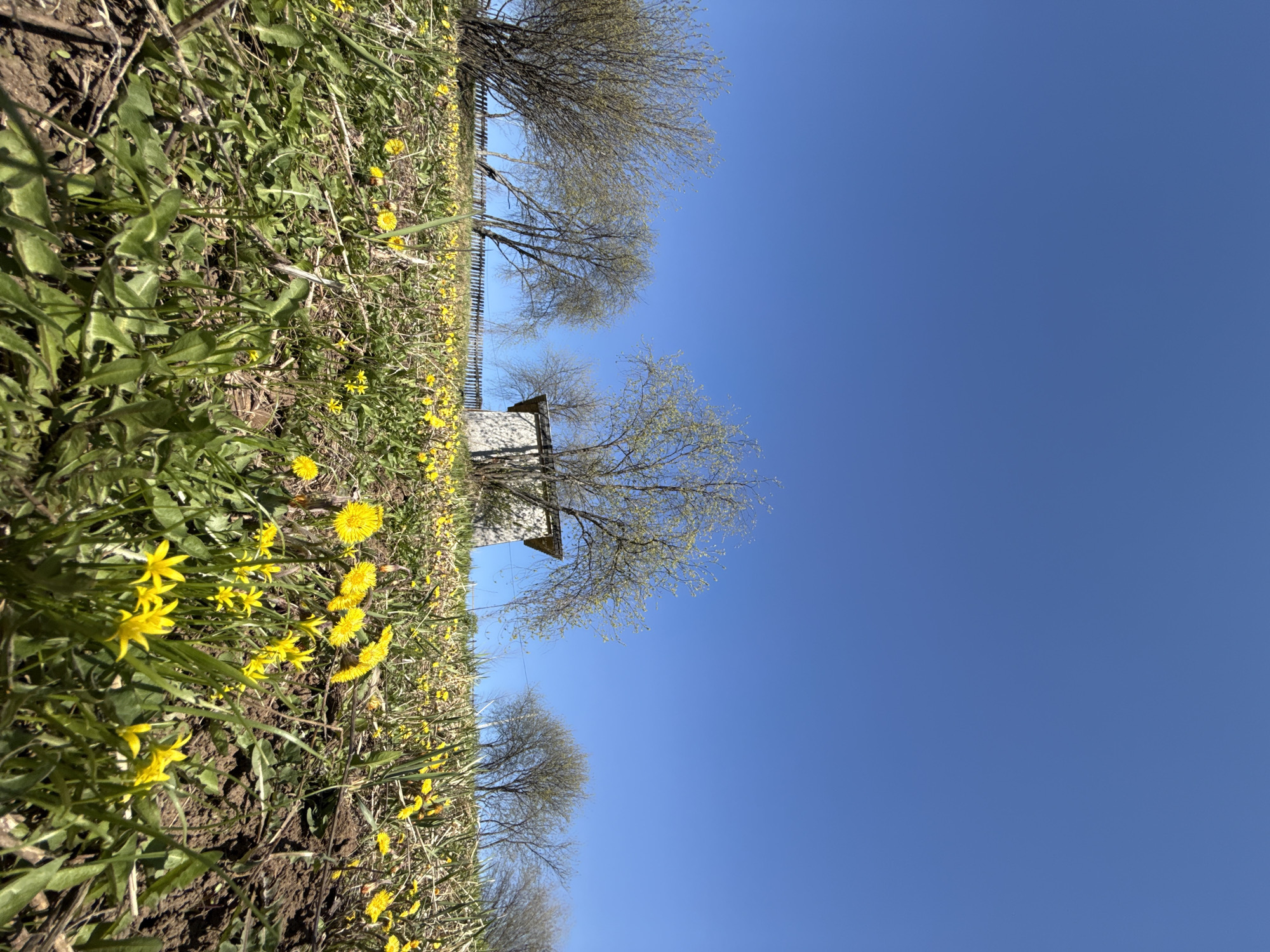 The image shows a ground-level view in Rosstani, Russia, under a clear blue sky. The foreground is dominated by grass and yellow wildflowers. A fence is visible. In the middle ground, there is a small stone structure with a dark roof, surrounded by bare trees. The scene appears to be in a rural or semi-rural location. There are no people visible.