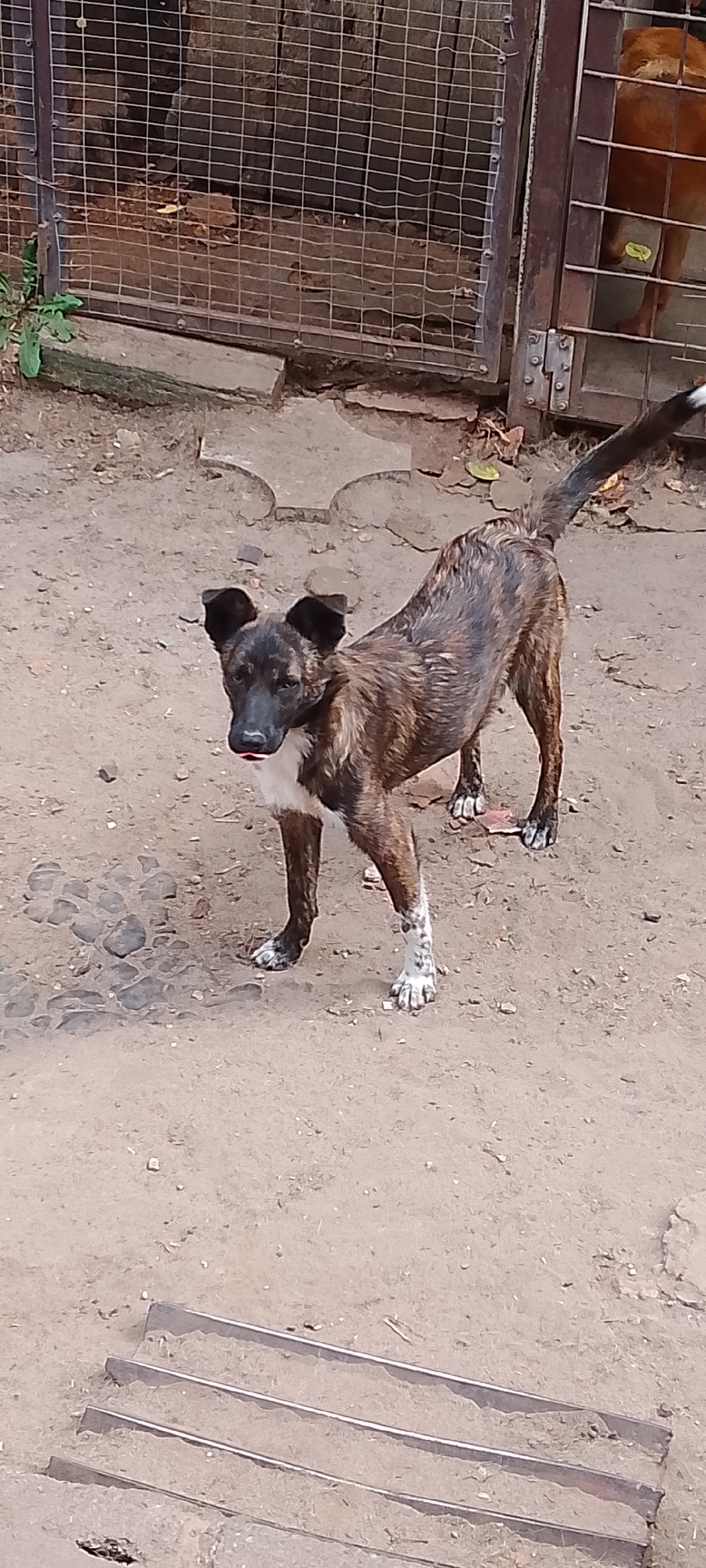 A brindle-colored dog with black and white markings on its paws stands on a dirt ground in front of a wire fence enclosure. The dog is facing the camera with its tongue slightly out. Behind the dog, a portion of another dog, a lighter brown color, is visible within the enclosure. The enclosure appears to be made of metal posts and wire mesh. The ground is uneven and covered with dirt and small stones. To the right of the enclosure, a metal gate is visible. In the foreground, there are three parallel metal bars or structures running horizontally across the bottom of the image. The environment suggests an outdoor setting, possibly a kennel or a yard.