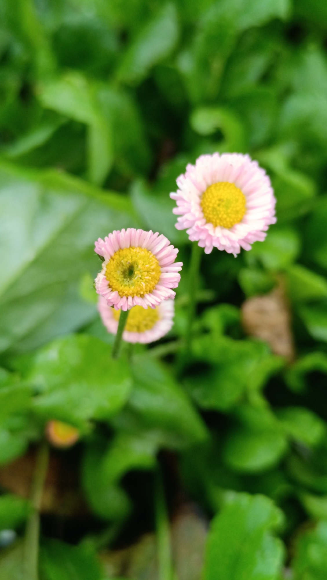 The image shows two pink and yellow daisy-like flowers in focus, set against a blurred background of lush green foliage. One flower is positioned slightly to the left and lower than the other. The flowers have a prominent yellow center surrounded by delicate pink petals. The green leaves in the background appear wet, suggesting recent rain or dew. The overall scene evokes a natural, garden-like setting. There is no indication of the location being in the city of Karsha, Russia, or any specific urban environment.