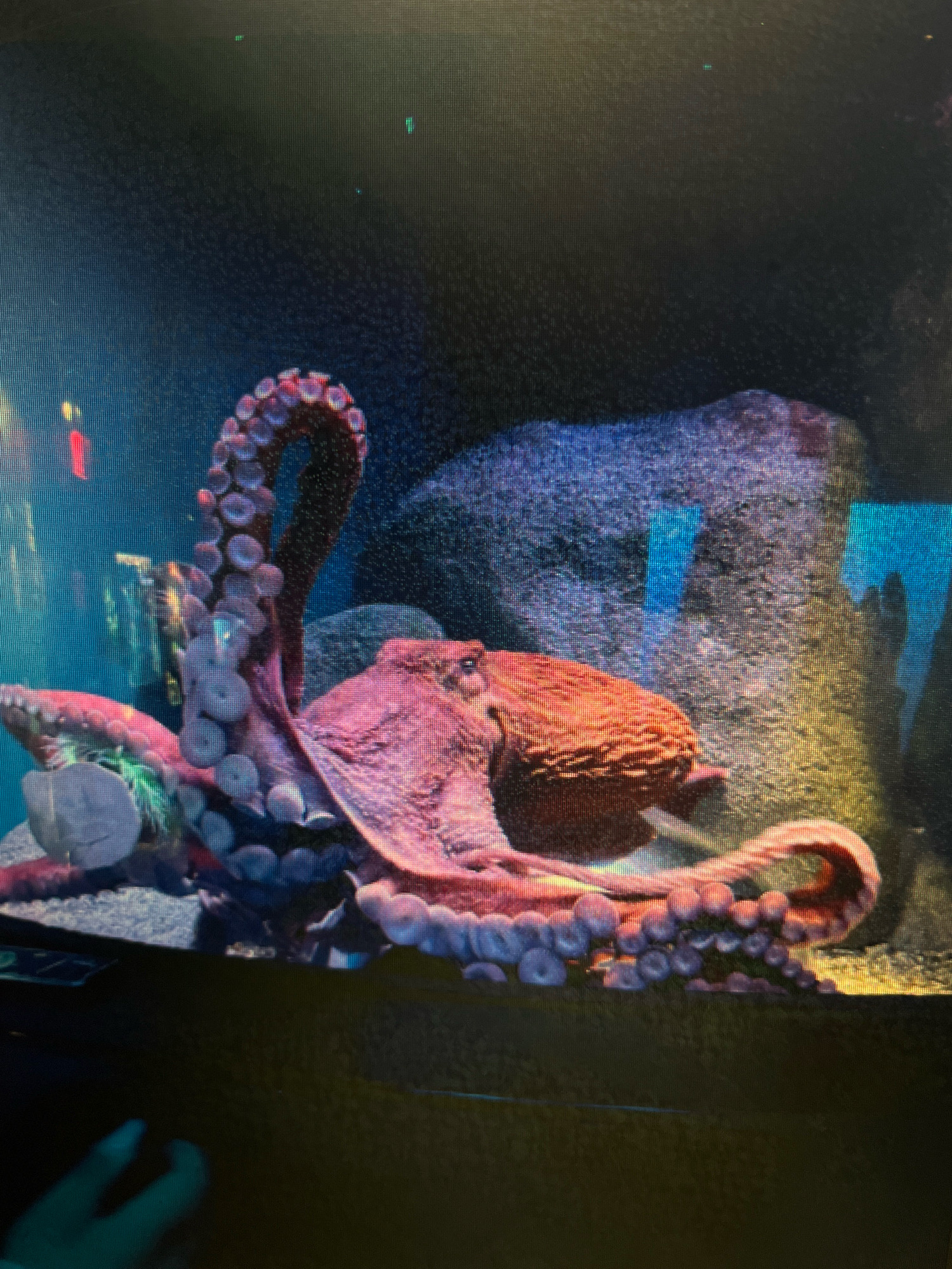 The image shows a large octopus with reddish-purple tentacles spread out underwater, likely in an aquarium. One of its arms is curled upwards, showing numerous suckers. The octopus is resting on a rocky substrate, and behind it, large rocks and darker water are visible. There are some faint reflections on the surface of the water. The image is a photograph taken from outside the aquarium. The city of Sejahtera, Indonesia, is not depicted in this image, nor is there any information provided to associate this image with that location.