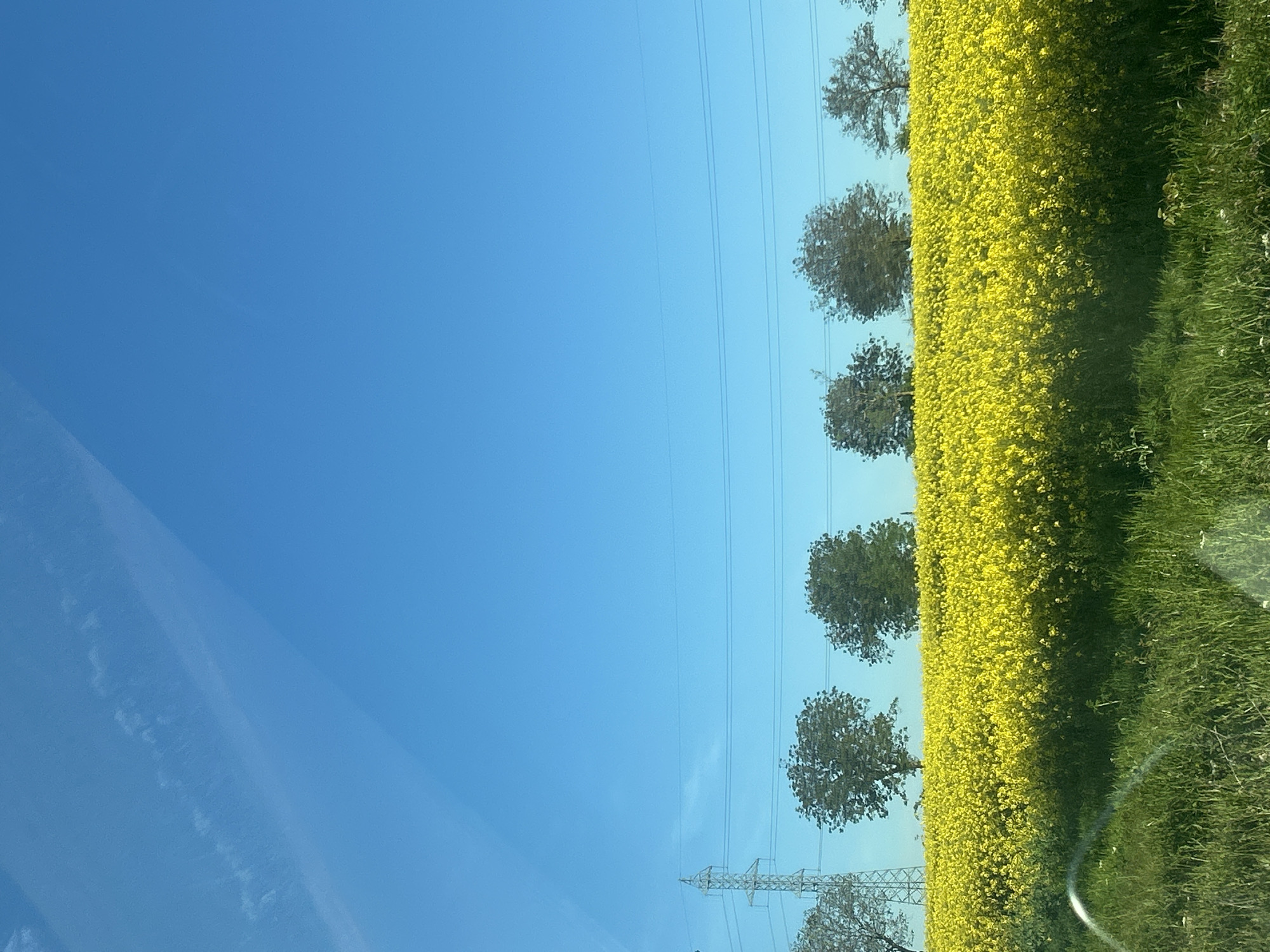 A landscape shot from an undetermined location, possibly while traveling in a vehicle, shows a vast expanse of a clear blue sky filling the left half of the frame. On the right, a field of vibrant yellow flowers, potentially rapeseed, extends into the distance, bordered by green grass and trees. Utility poles and power lines intersect the sky and field, indicating a rural setting. The image suggests a bright, sunny day.