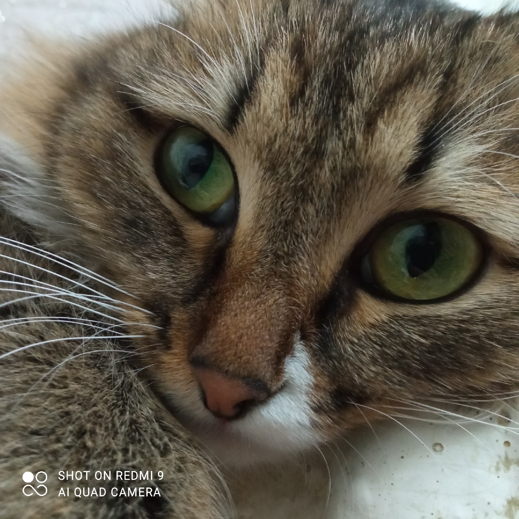 A close-up of a cat's face is visible. The cat has green eyes, brown and tan fur with some white markings, and long white whiskers. The bottom left corner of the image has the text "SHOT ON REDMI 9 AI QUAD CAMERA". There is no indication of the location being Chaikovsky, Russia.