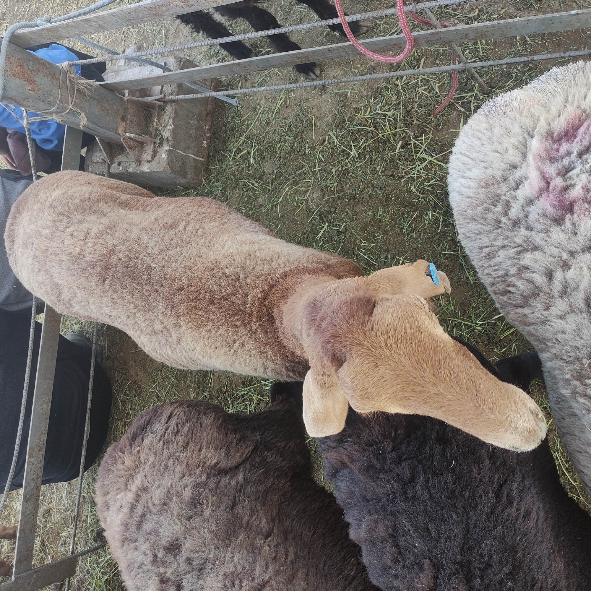 The image shows a top-down view of several sheep in an outdoor enclosure. The enclosure appears to be a pen made of metal bars and concrete. The ground is covered with hay and dirt. One sheep in the foreground is a light brown color and has a blue tag in its ear. Behind it, to the left, is a dark brown or black sheep. To the left of that, a dark brown sheep is mostly visible. In the lower right corner, a sheep with grey wool is partially visible, with some pink markings on its fleece. In the background, behind the sheep, there are metal bars and some concrete structures, and a person is partially visible wearing blue clothing and a dark garment. The overall impression is of a rural setting, likely a farm or livestock holding area. The specific location in the city of Kara-Bulak, Kyrgyzstan, is not discernible from the image itself, but this description captures the visual elements present.