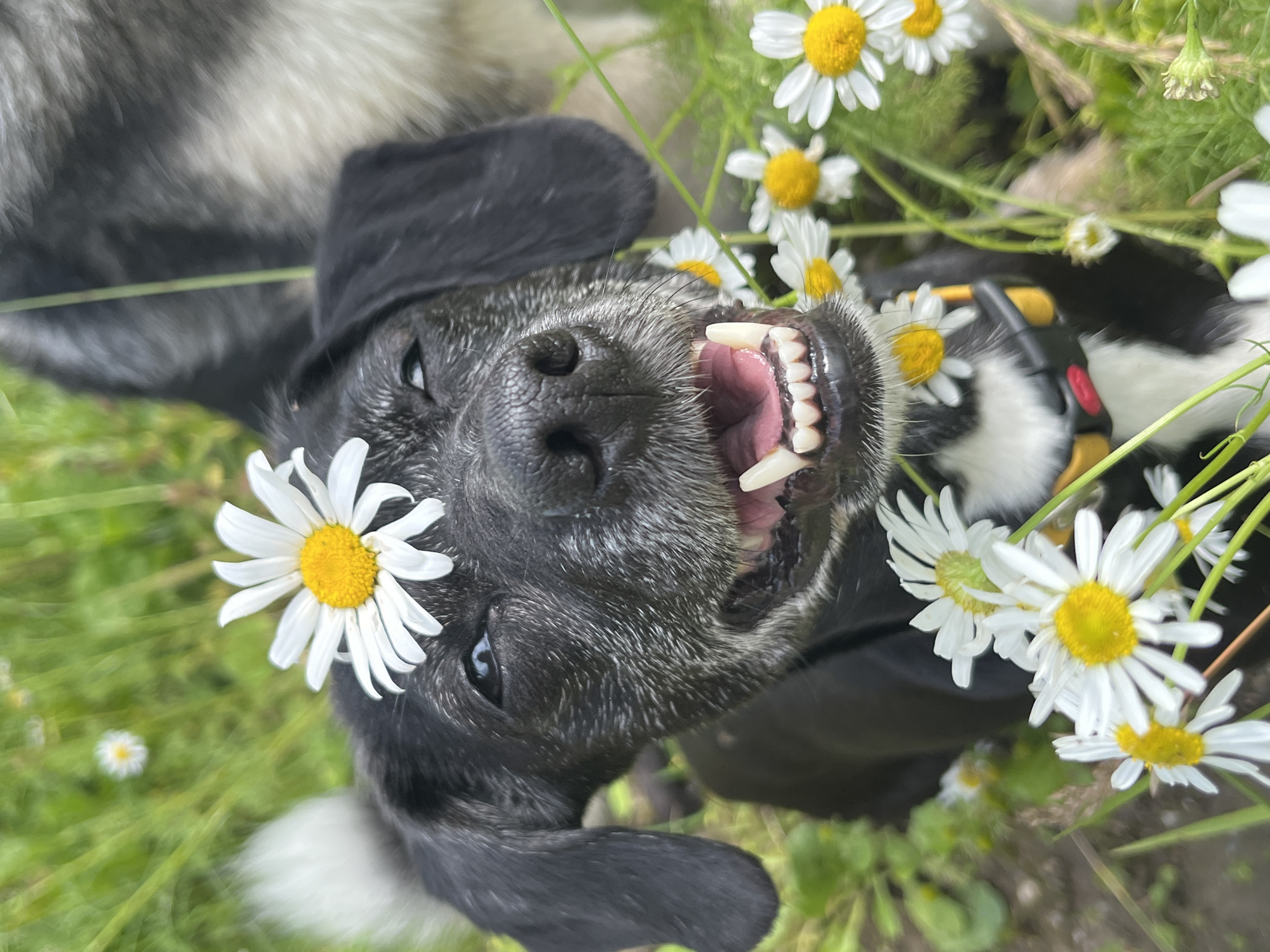 A close-up, eye-level shot captures a black and white dog with a daisy perched on its head, set against a blurry green background of grass and more daisies. The dog has its mouth open, revealing its teeth and pink tongue, and appears to be smiling. Its eyes are a striking blue. A portion of another larger dog, with grey and white fur, is visible in the upper right corner. The scene appears to be outdoors, possibly in a park or a field. There is no indication of the city of Nizhny Tagil, Russia, in the image or its context.