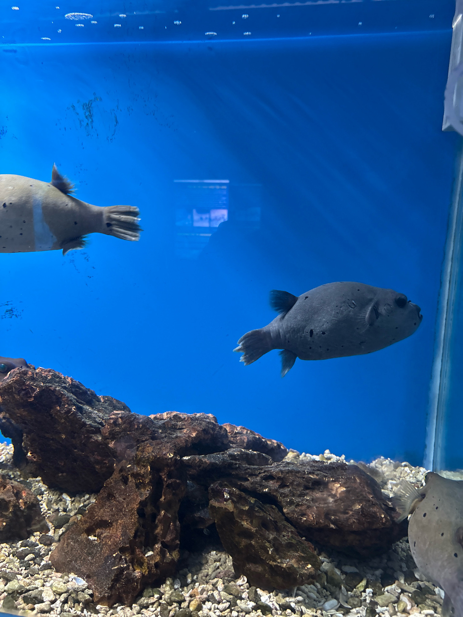 The image shows an aquarium tank with a bright blue background. In the tank, there are three pufferfish and some rocks. The pufferfish on the left is light brown with dark spots and a white stripe down its body. The pufferfish in the center is dark gray with dark spots. The third pufferfish, partially visible on the right, is light brown with dark spots. The rocks are dark brown and appear to be porous, resting on a bed of small pebbles. The scene is likely within an aquarium or marine research facility in Nha Trang, Vietnam, a city known for its marine life and research centers.