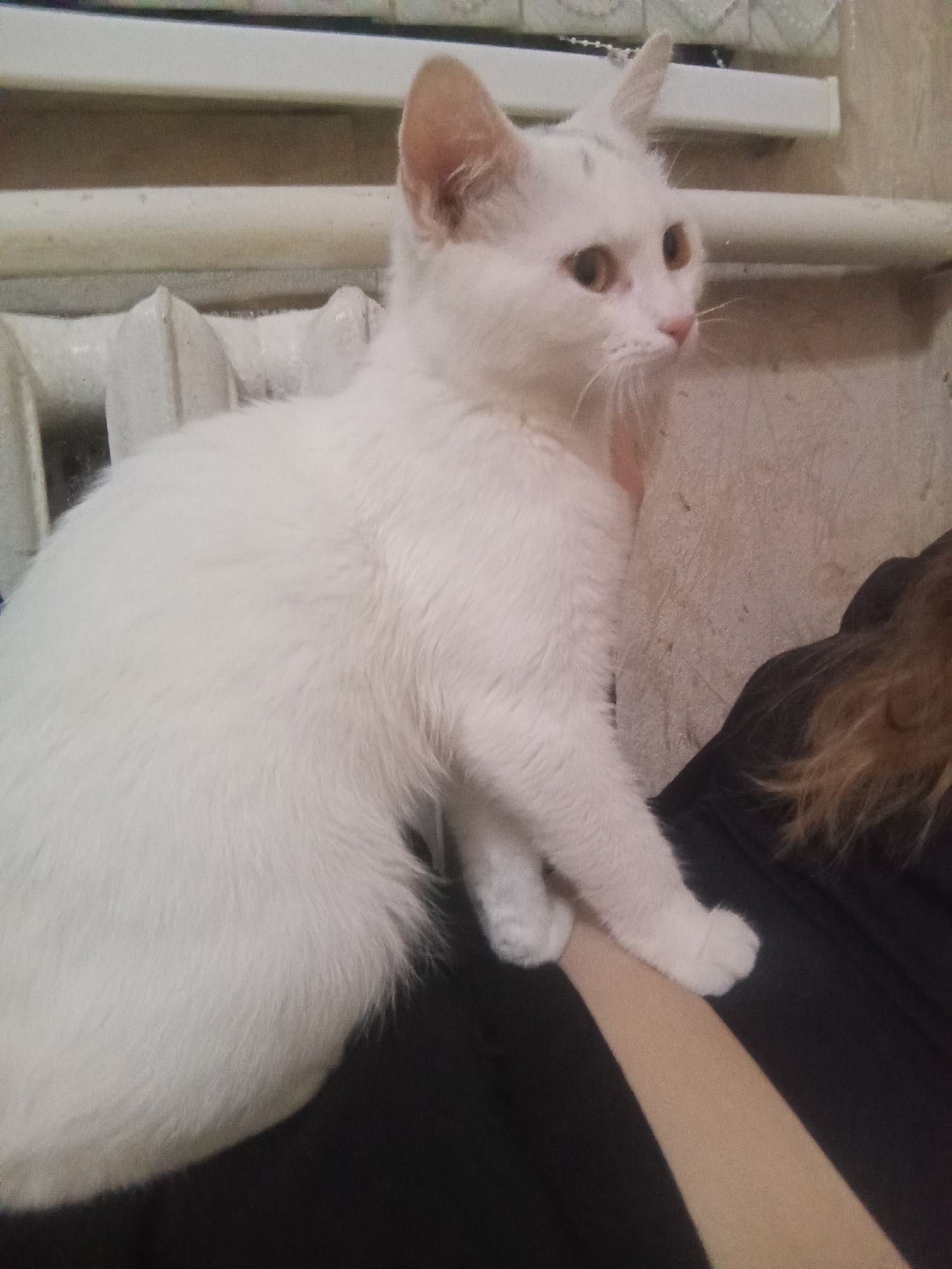 A white cat with amber eyes is seated on a person's lap in an indoor setting in Kurganinsk, Russia. The cat's front paws rest on a visible light-skinned forearm, which is partially covered by dark fabric, likely clothing. A section of light brown or blonde hair is visible on the far right, indicating the presence of a person. In the background to the left, a white, multi-finned radiator is situated beneath a light-colored shelf or windowsill. The wall behind the radiator and shelf exhibits a textured pattern. The cat is oriented towards the right side of the frame, gazing off-camera, and displays a faint gray marking between its ears on its forehead.