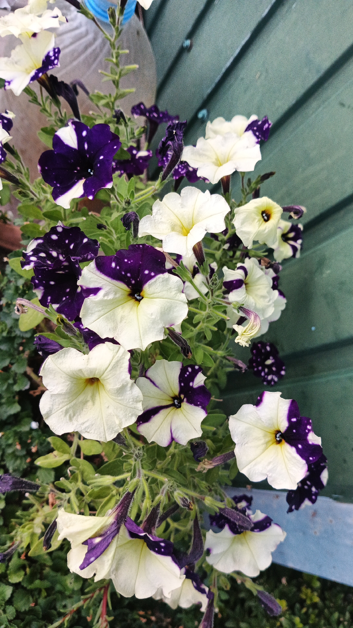 A close-up, overhead view captures a cluster of blooming petunias with bi-colored petals, predominantly white with vibrant purple markings. The purple splotches vary in size and distribution, with some petals displaying speckled patterns and others showing distinct, large patches of deep purple. The flowers are arranged densely on their green stems and leaves, with some buds and wilting blooms also visible. The background consists of a teal-colored wooden fence with visible horizontal planks, and hints of dark green foliage at the bottom left. There are no people or animals present, and no actions are taking place. The scene appears to be an outdoor setting, likely a garden or balcony, but its specific location in Kryvyi Rih, Ukraine cannot be determined from the visual information provided.