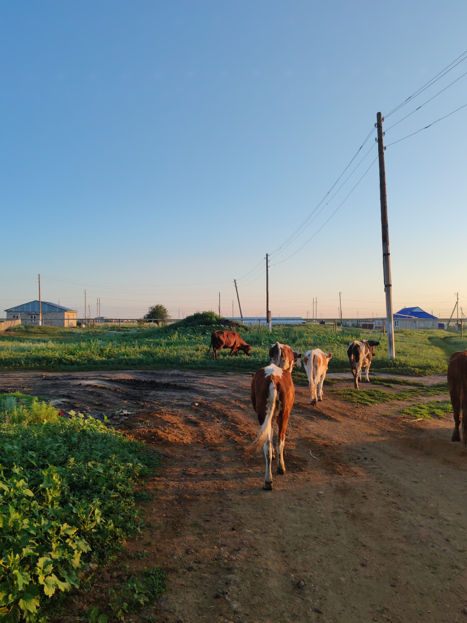 In the city of Akzhar, Kazakhstan, on a dirt road at sunrise, a herd of cattle walks away from the camera. The sky is a clear, pale blue, transitioning to a soft yellow near the horizon. In the background, a single-story building with a light-colored facade and a darker roof is visible, along with several utility poles with electrical wires. A patch of green grass and some plants are to the left of the road, while the road itself is made of packed dirt. The cattle, a mix of brown and white and solid brown, are spread across the road and the grassy area, with the closest cow in the foreground displaying prominent white markings. The lighting suggests early morning, casting long shadows and illuminating the scene with a warm glow.