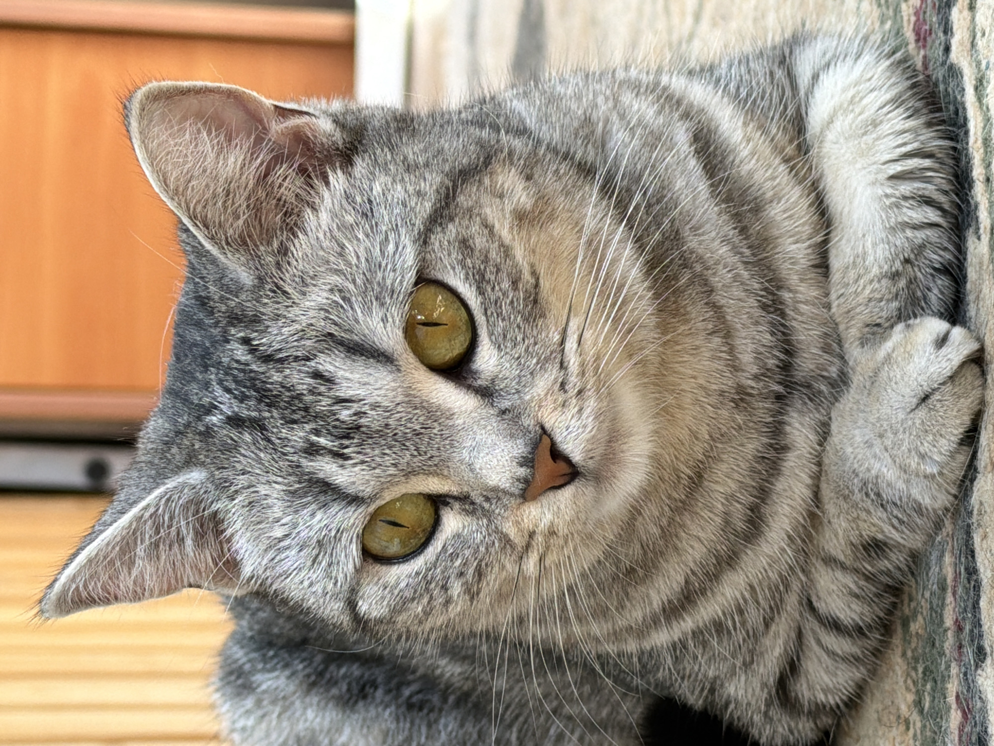 A close-up, eye-level shot captures a tabby cat with striking yellow-green eyes resting on a patterned rug. The cat's fur exhibits a typical tabby pattern of gray and black stripes. Its paws are neatly tucked beneath its chest. The background is blurred, revealing wooden-like textures, possibly from furniture or a door. There is no discernible indication of the cat's location in Ulyanovsk, Russia, or any other specific geographical area. The scene depicts a domestic setting, with the cat appearing calm and relaxed.