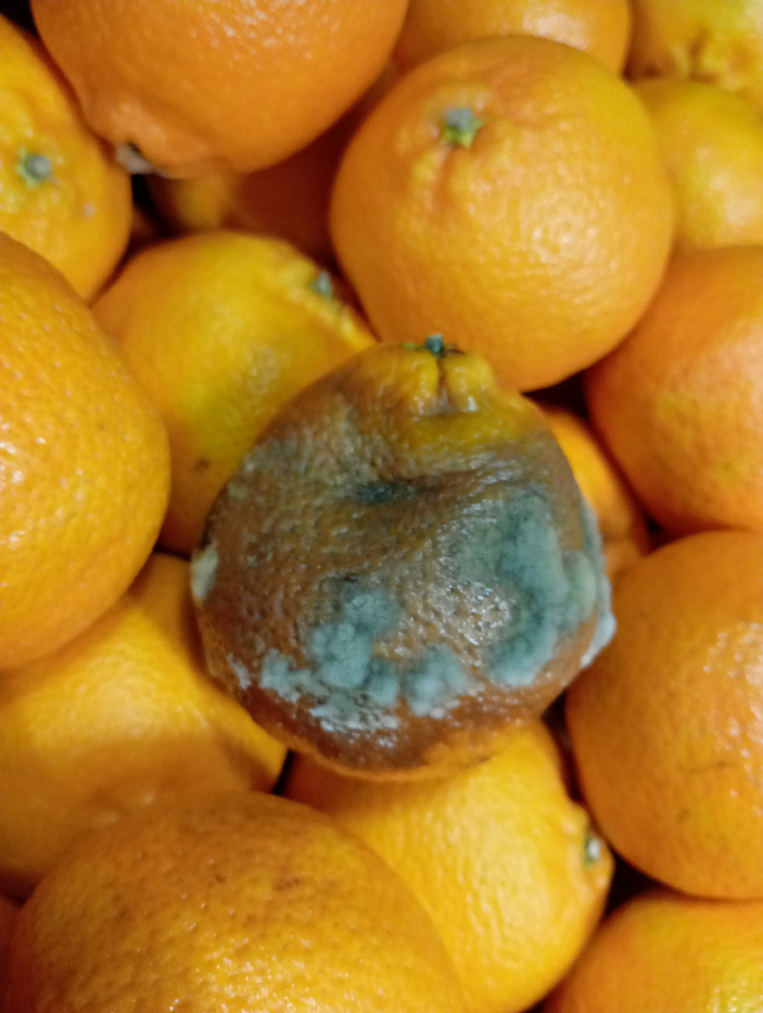 The image shows a close-up of a pile of tangerines or oranges. Most of the fruit appears to be in good condition, with a bright orange color and smooth skin. However, one tangerine in the center of the frame is heavily covered with a greenish-blue mold. The mold appears to be concentrated on the surface of the fruit, obscuring its original color. The background is filled with other tangerines, creating a cluttered and somewhat organic texture. There is no evidence of location or people in the image.