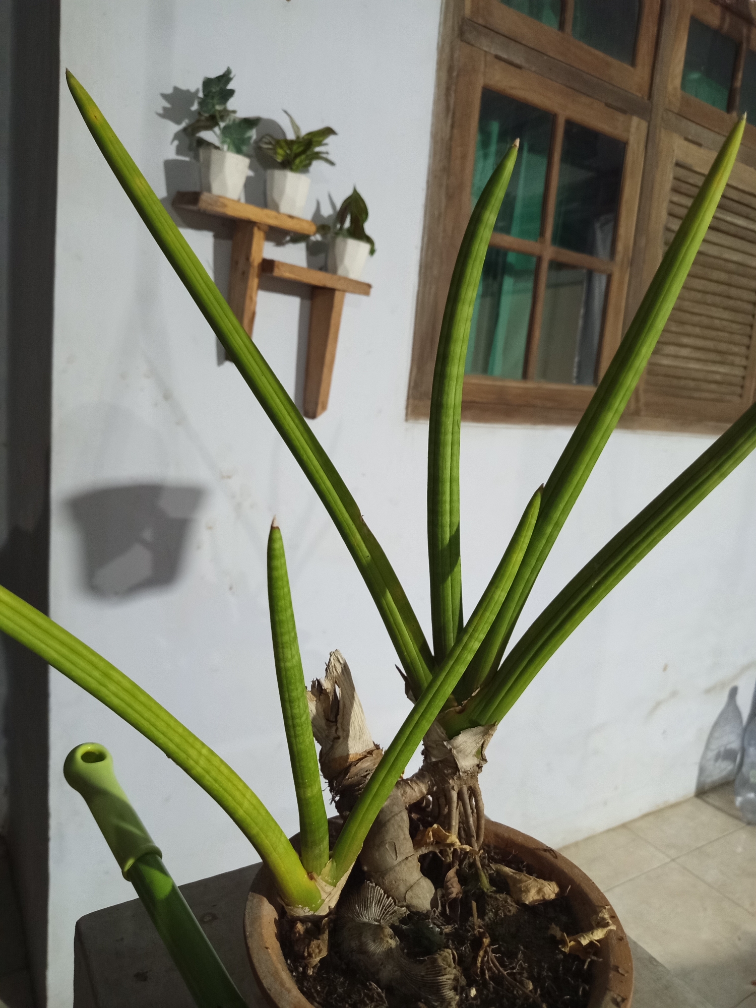 The image depicts a Sansevieria plant with long, cylindrical green leaves growing out of a terracotta pot. The plant is positioned indoors, in what appears to be a residential setting. In the background, a wooden window with multiple panes and shutters is visible, suggesting a traditional Indonesian architectural style. To the left of the plant, a white wall displays the shadow of another potted plant, and a wooden shelf with three small potted plants is mounted on the wall. The floor is tiled. The lighting suggests either early morning or late afternoon sun. The image quality is moderate, with some graininess. The plant appears healthy and well-maintained, with exposed roots and some dry leaves in the pot. The location is identified as Pajagalan, Indonesia, a residential area.
