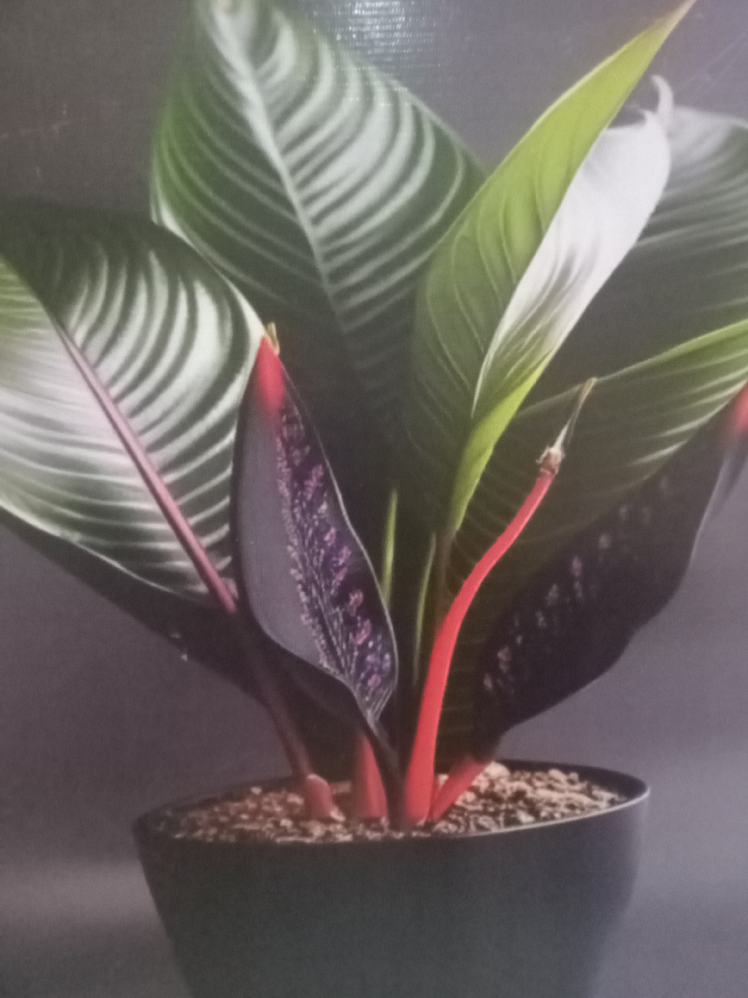A potted plant is centered in the image against a dark gray background. The plant has a mix of light green leaves with white stripes, and dark leaves with purple spots. Some leaf stems are red. The plant is in a dark gray pot with soil. The scene is indoors. There is no discernible indication this is in Gwarinpa, Nigeria. No people are visible.