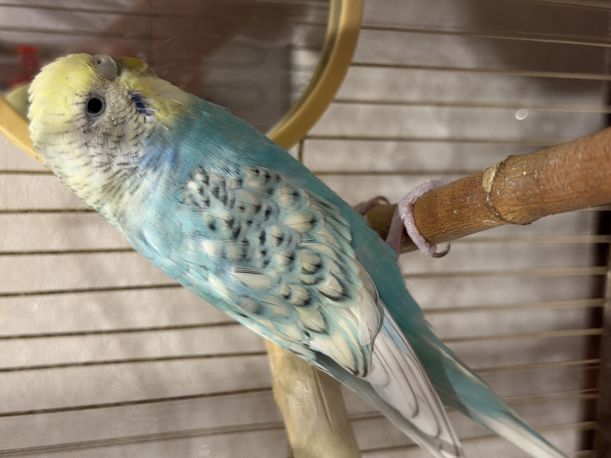 A budgerigar, a small species of parakeet, is perched on a wooden dowel inside a cage. The bird has predominantly blue and white plumage, with patches of yellow on its head and some black barring on its wings and back. The cage bars are vertical and made of metal. A portion of a mirror with a gold-colored rim is visible in the background, reflecting a blurred image. The lighting appears to be artificial, casting soft shadows. The location is unknown.