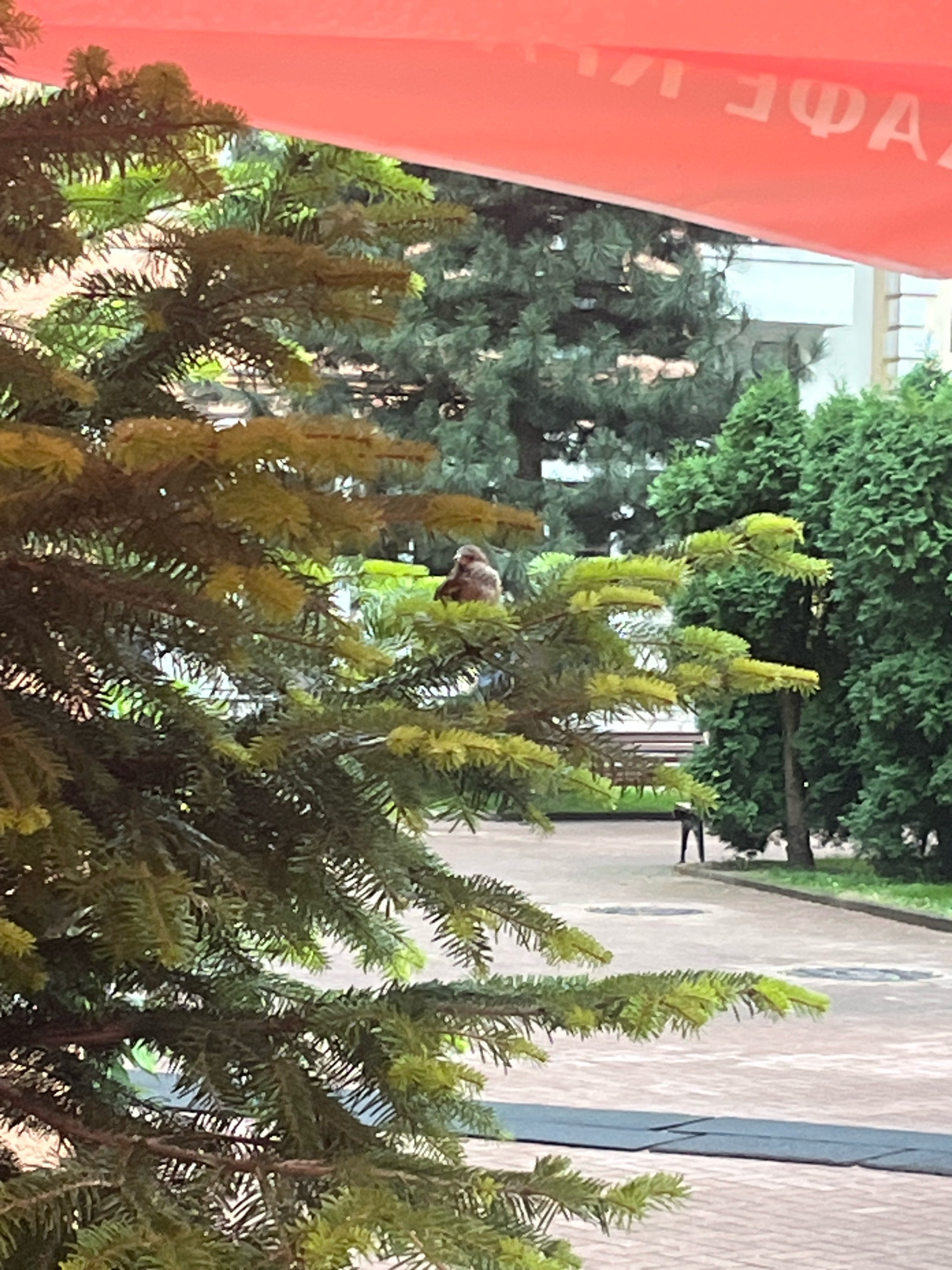 A small, brown bird is perched on a branch of a coniferous tree in the foreground, with its body facing to the left. The tree's needles are green and yellow, suggesting new growth. Behind the tree, a paved walkway is visible, with a bench and lamppost further back. Several other coniferous trees and a building can be seen in the background. A large, bright orange canopy is partially visible at the top of the frame, with partial lettering in white. The scene appears to be an outdoor public space, possibly a park or cafe seating area, in Estosadok, Russia.