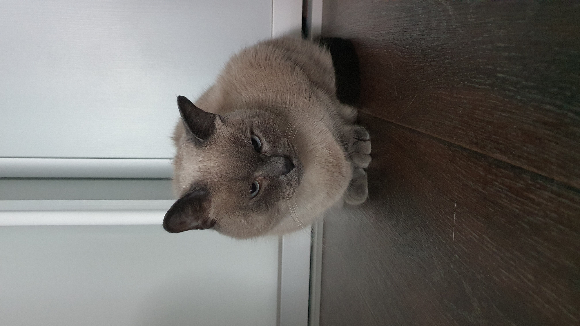 A medium-shot, eye-level, indoor photograph shows a Siamese cat sitting on a dark wood floor. The cat is facing forward, with its body curled and its paws tucked underneath. The cat has light brown fur with darker brown points on its ears and face. Its eyes are blue and appear to be looking down with a slightly displeased expression. The background consists of a light-colored wall with vertical paneling. The lighting is even and natural. The scene is devoid of any human presence or interaction. The image is likely taken within an apartment or house in Krasnoyarsk, Russia, based on its domestic setting.