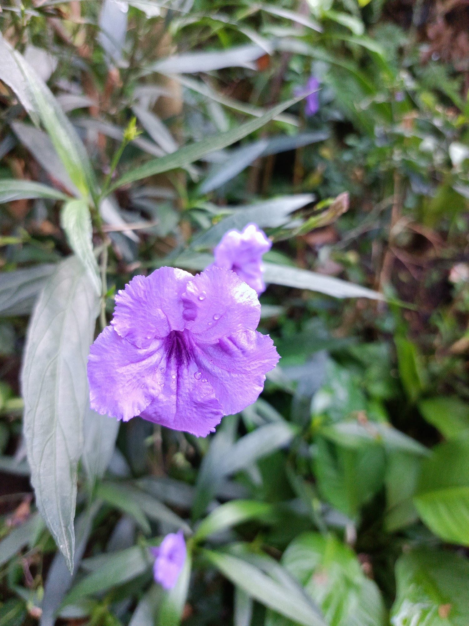A close-up, eye-level shot captures a vibrant purple flower with water droplets on its petals. The flower is in the foreground, slightly to the left of the center, and its delicate, ruffled petals are the main focal point. Behind the prominent flower, a blur of green foliage and other indistinct purple flowers creates a soft background. The lighting appears natural, suggesting an outdoor setting, likely in Margajaya, Indonesia, where such flora might thrive. The scene is still and peaceful, with no human presence or activity.