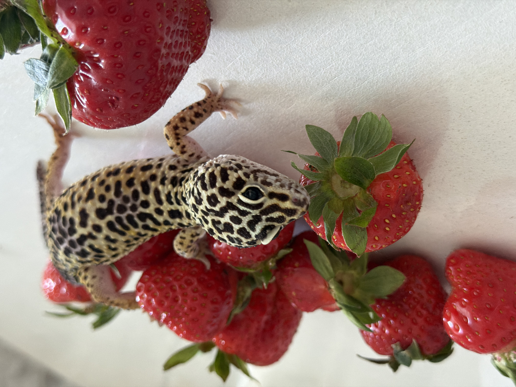 A leopard gecko is perched atop a pile of fresh strawberries against a white background. The gecko's mottled black and tan skin is clearly visible. The strawberries are bright red with green stems and leaves. The gecko appears to be interacting with the strawberries, possibly resting or climbing on them. The image gives no evidence that the location is in the city of Chaikovsky, Russia.