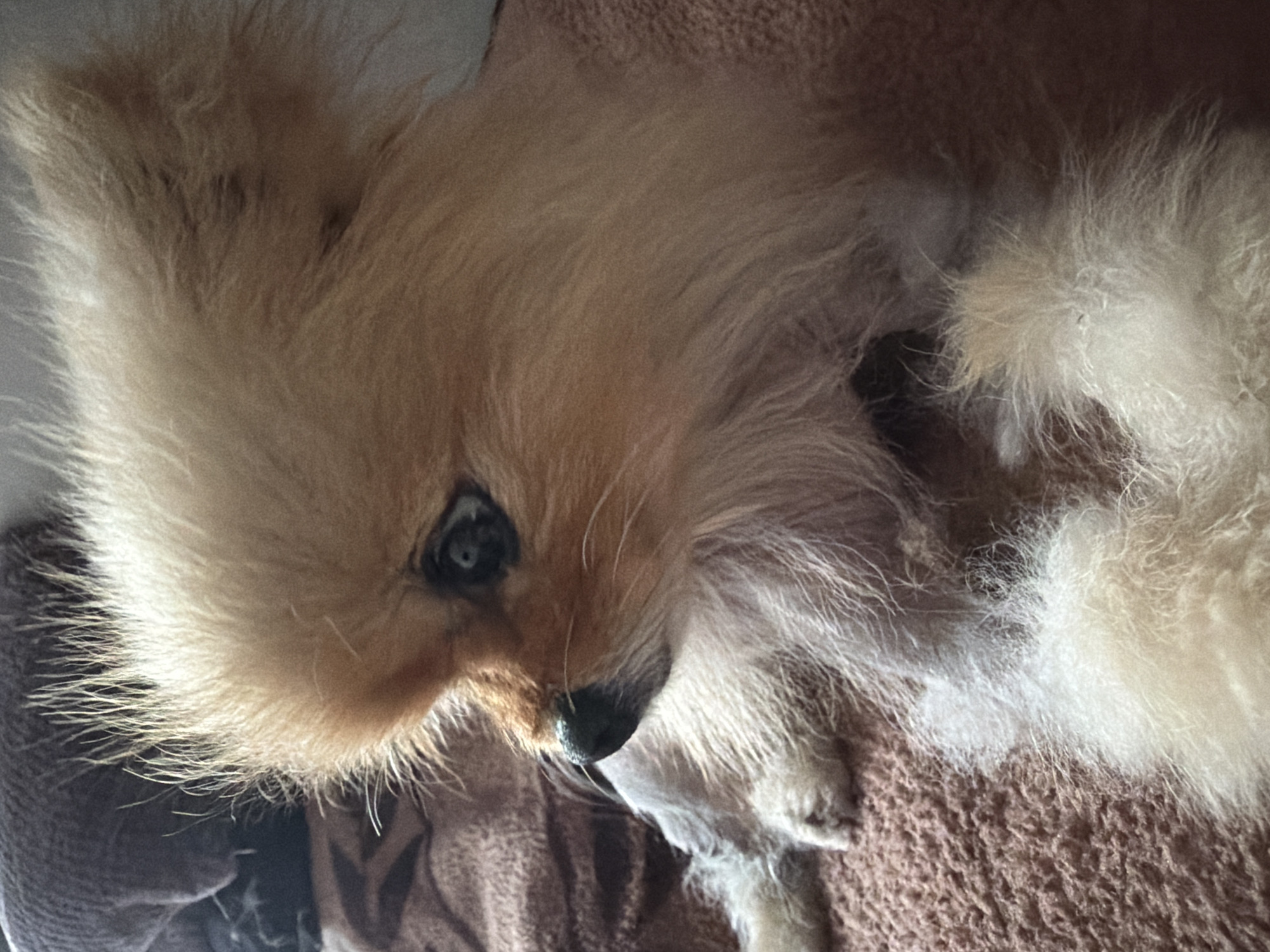 A Pomeranian dog is lying on a brown, textured blanket. The dog is facing to the left, with its head turned slightly. Its fur is light brown and fluffy. The background is out of focus and appears to be a blanket with a patterned texture. The lighting is soft and appears to be coming from the right. The image is taken at an eye-level perspective.