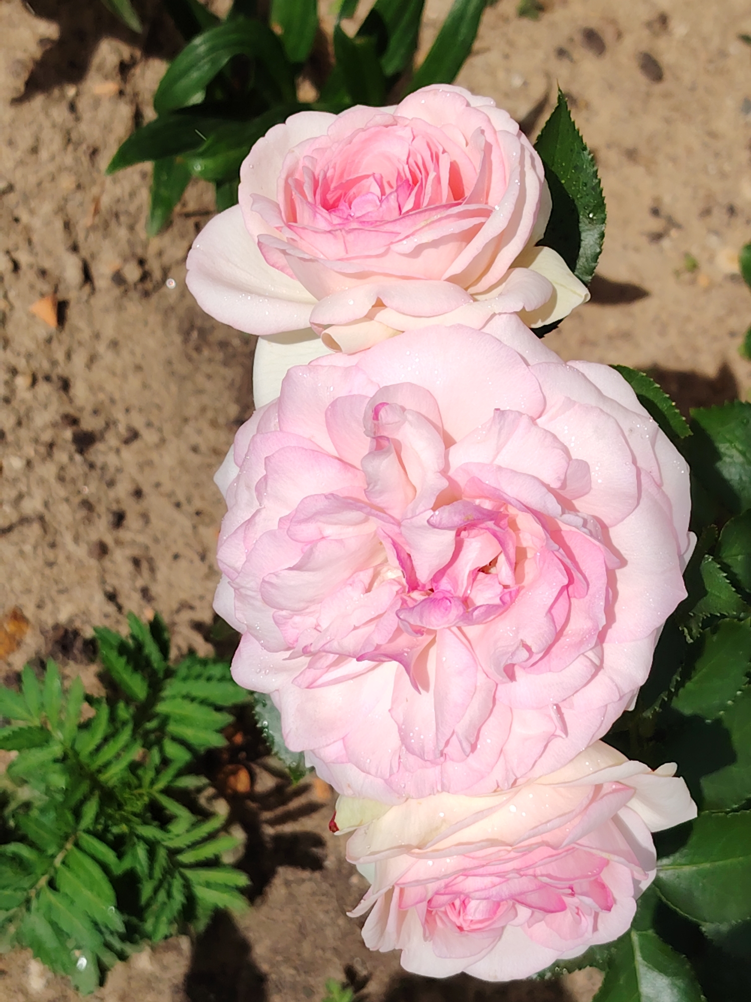 The image shows a close-up view of three pale pink roses with dew drops on their petals, arranged vertically. The roses are in a garden with dark soil and green foliage in the background. There are no people or animals visible in the image. The lighting suggests it is daytime. This image appears to be taken in a residential garden setting.