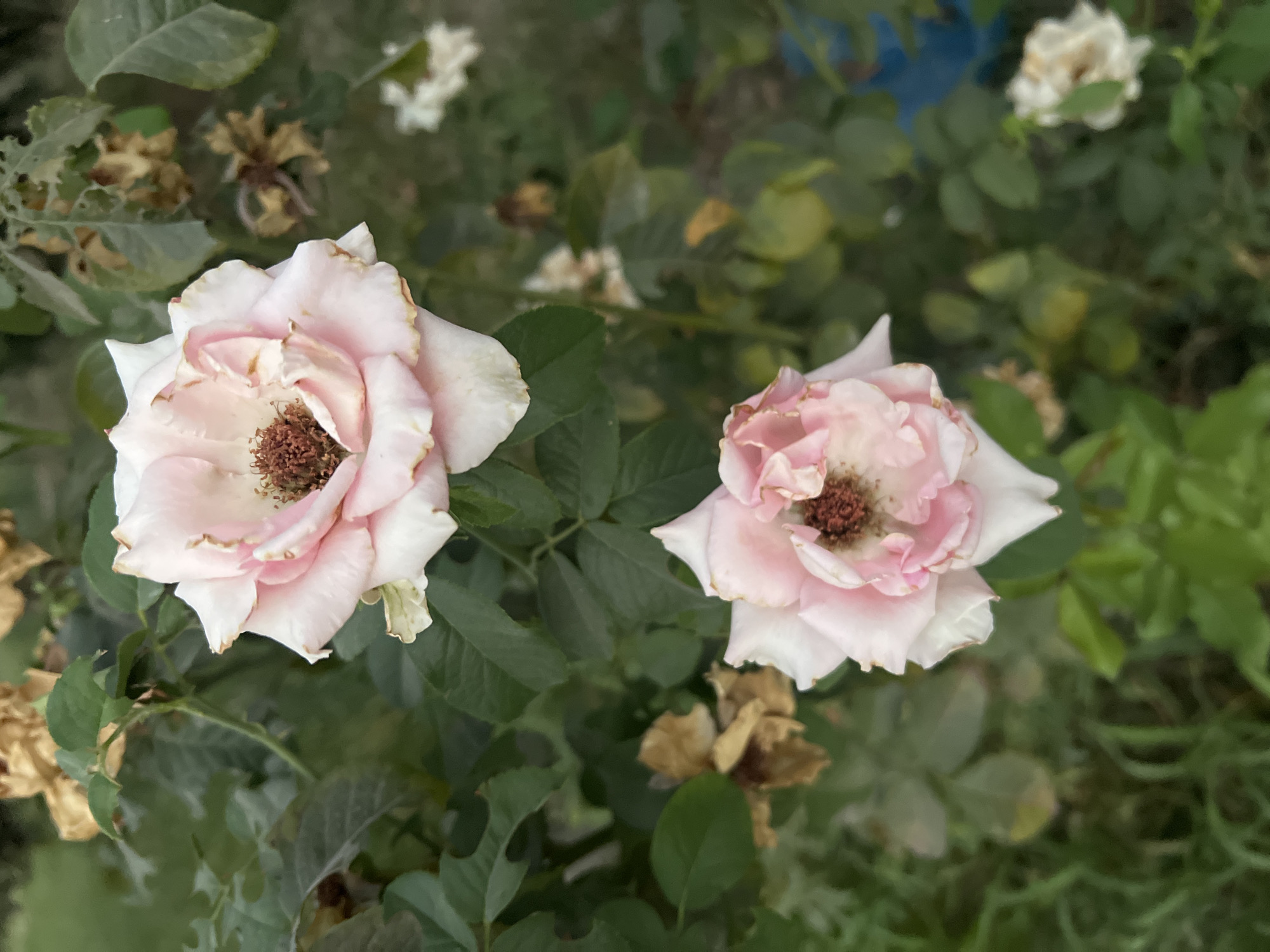 The image shows two light pink roses in bloom, set against a backdrop of green foliage and some dried flowers. The roses have delicate petals, some of which are slightly curled and tinged with brown at the edges, suggesting they are past their peak bloom. The centers of the roses reveal dark, textured stamens. The overall scene is natural and appears to be in a garden or outdoor setting. There is no indication of the specific location within Tashkent, Uzbekistan, nor are there any people or discernible actions depicted.