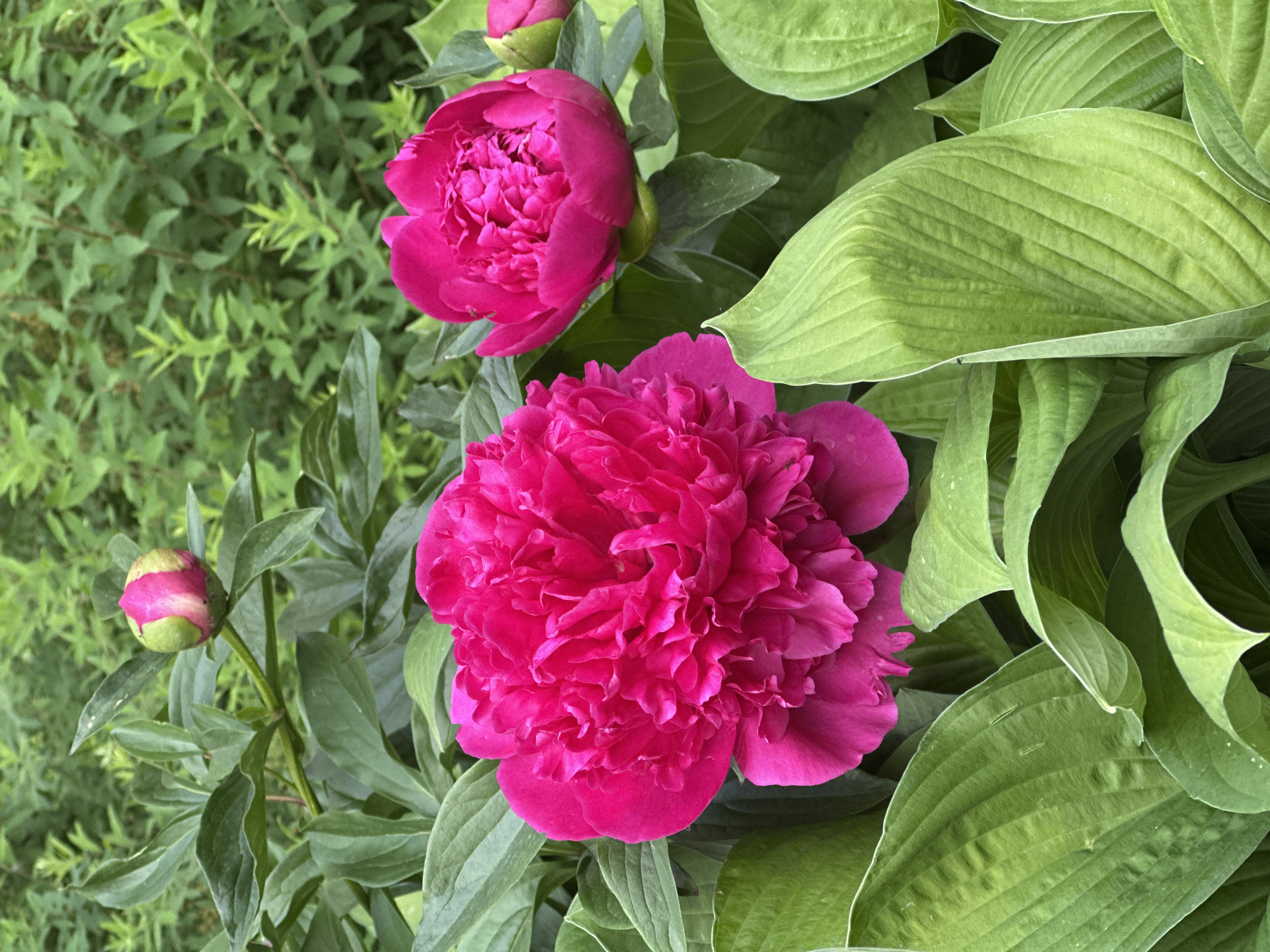 This is a close-up photograph of vibrant pink peonies and lush green hosta leaves in a garden setting. The peonies are in full bloom, with one large, fully opened flower dominating the left side of the frame and another partially opened flower to the right. A pink peony bud is visible in the upper left corner. The hosta leaves are broad and textured, creating a dense green backdrop for the flowers. The background is filled with out-of-focus green foliage, suggesting a naturalistic garden environment. The lighting is bright and even, indicating it was taken during daylight hours. The image does not depict any people or structures, and thus provides no specific information about a location in Vladimir, Russia.