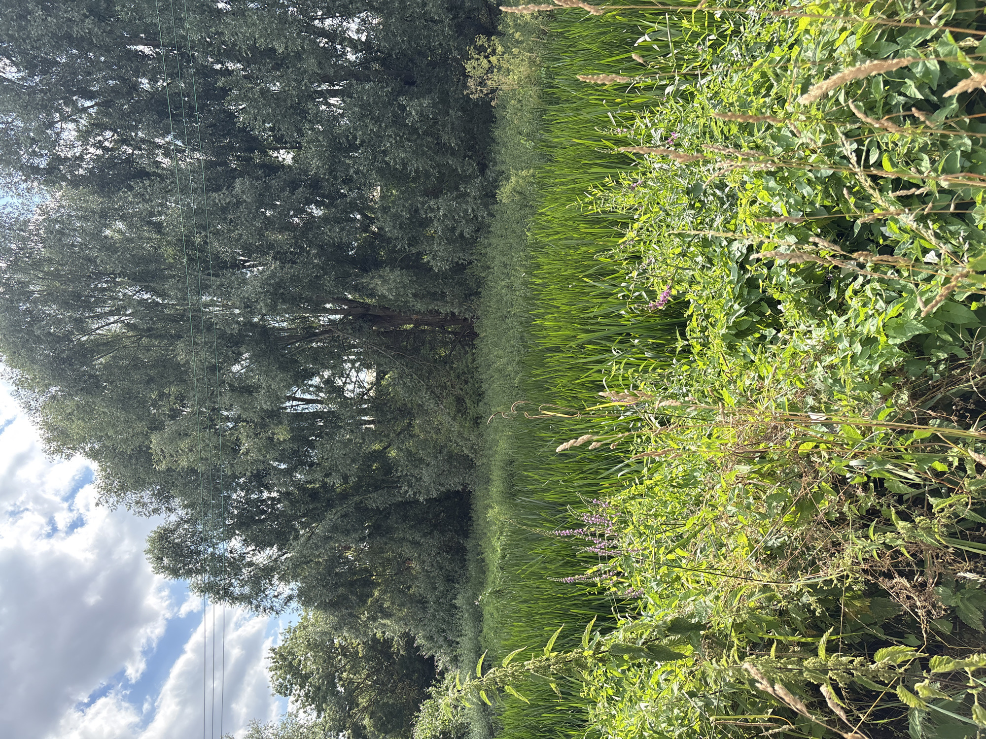 A scenic view of lush green vegetation, including tall grasses and trees, under a partly cloudy sky. In the foreground, there is dense undergrowth with some flowering plants. In the mid-ground, a large expanse of tall green reeds dominates, suggesting a wetland or riverbank environment. Behind the reeds, a dense line of mature trees with dark green foliage forms a backdrop. Above the trees, the sky is a mixture of bright blue patches and white, fluffy clouds. Several thin, horizontal lines, likely power lines, are visible against the sky between the trees on the left side of the image. The overall impression is one of a natural, uncultivated area, possibly a park or natural reserve within or on the outskirts of Chelmsford.