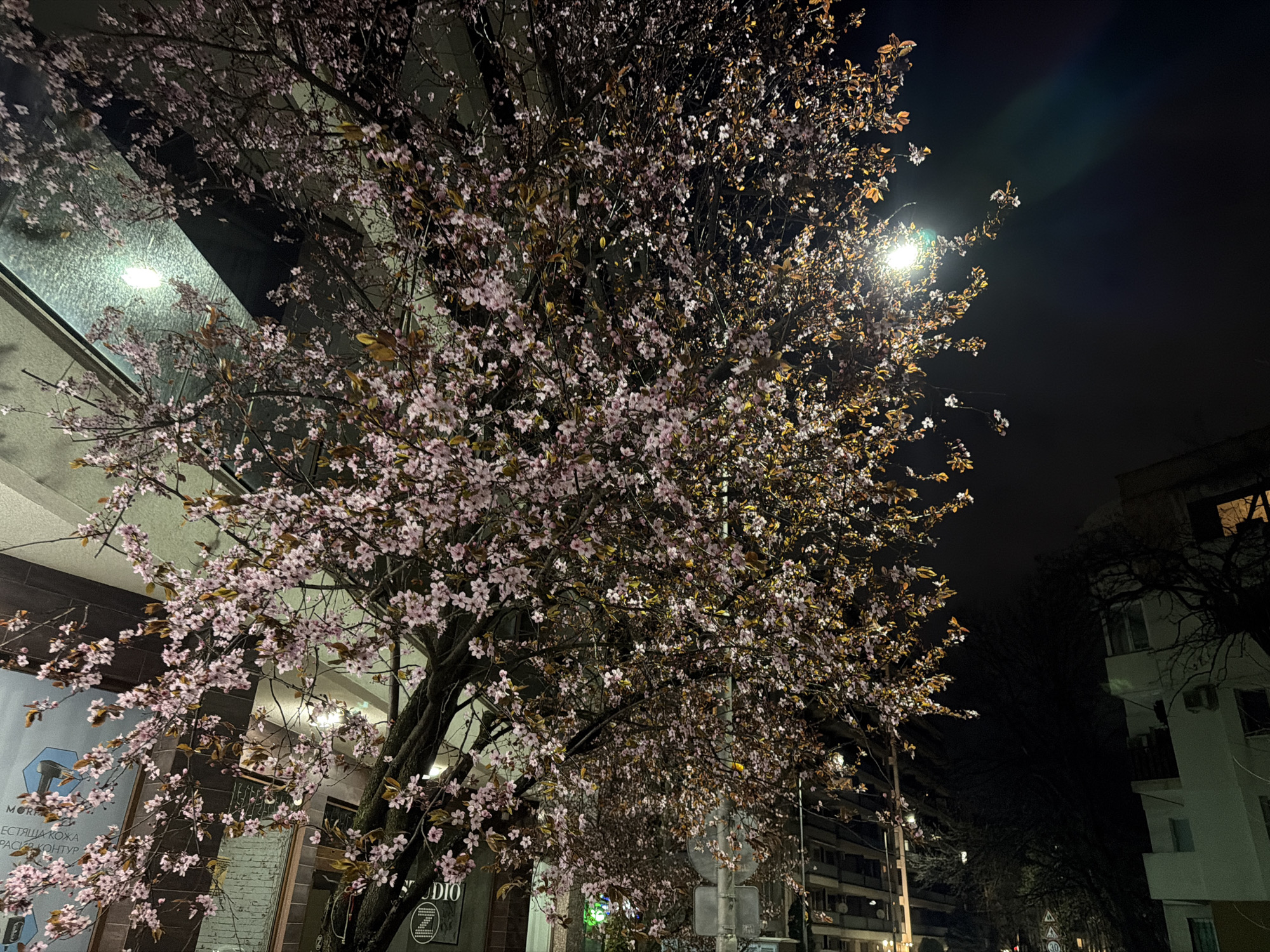 The image shows a night view of a street in Sofia, Bulgaria. A flowering tree with pink blossoms dominates the foreground, positioned alongside a building with reflective windows. The tree is illuminated by a nearby street light, creating a contrast between the brightly lit blossoms and the darker areas of the tree and the surrounding buildings. The street light is round. Buildings line both sides of the street, and more trees can be seen receding into the distance. There are street signs, and the headlights and tailights of cars are present in the distance. A sign on the building behind the cherry tree appears to say "Studio".