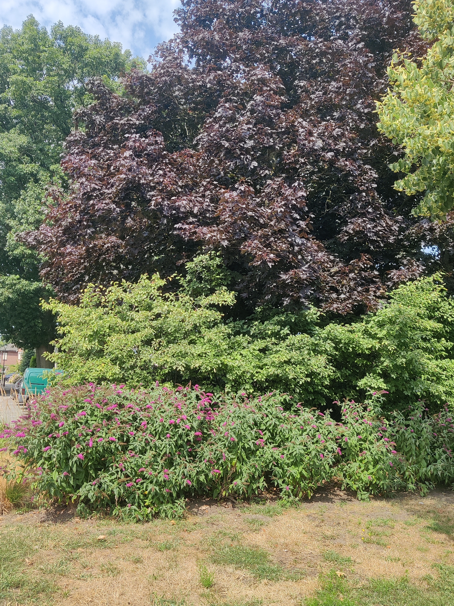 A full shot captures a lush garden scene with a variety of trees and flowering bushes, bathed in sunlight under a partly cloudy sky. In the background, a large tree with dark, reddish-purple leaves dominates the upper half of the frame, flanked on the left by a vibrant green tree and on the right by a tree with bright green leaves and yellow clusters. Below these, a dense layer of lighter green foliage forms the mid-ground, with a prominent bush of pinkish-purple flowers in full bloom along the bottom edge. The foreground consists of dry, golden-brown grass, indicating a summer season. To the far left, a sliver of a residential building with a tiled roof and a bright green van parked in front is visible, suggesting an urban or suburban setting. This image was taken in Winterswijk, Netherlands.
